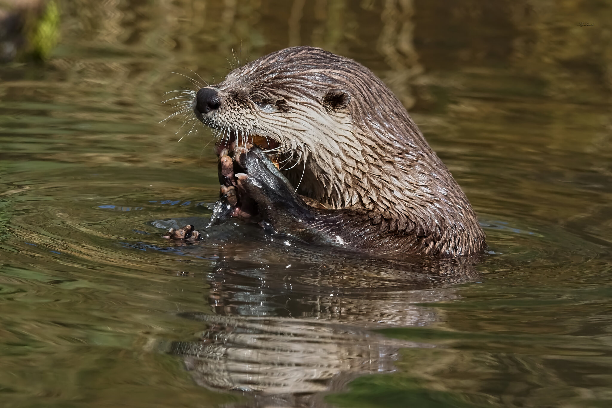 otter conservation 2016 13.jpg