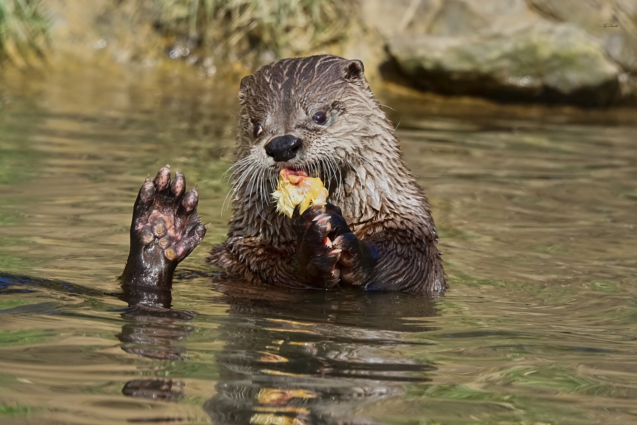 otter conservation 2016 3.jpg