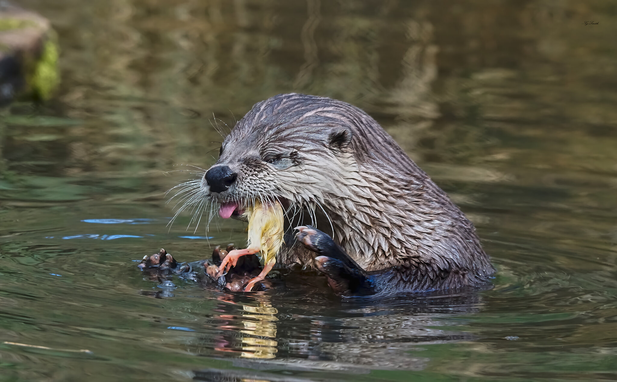 otter conservation 2016.jpg