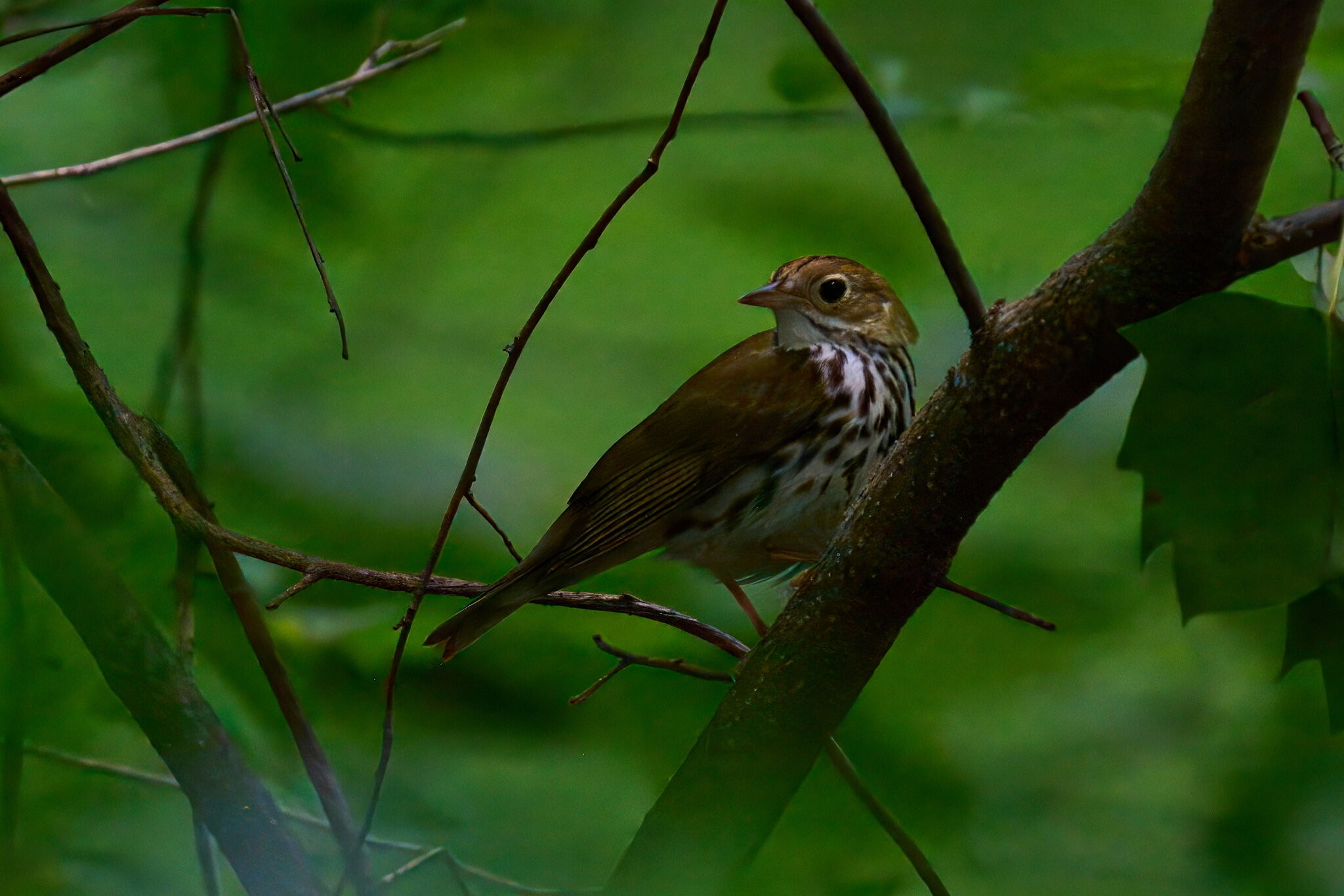 Ovenbird - 1st State - 05312025 - 01 - rDN.jpg