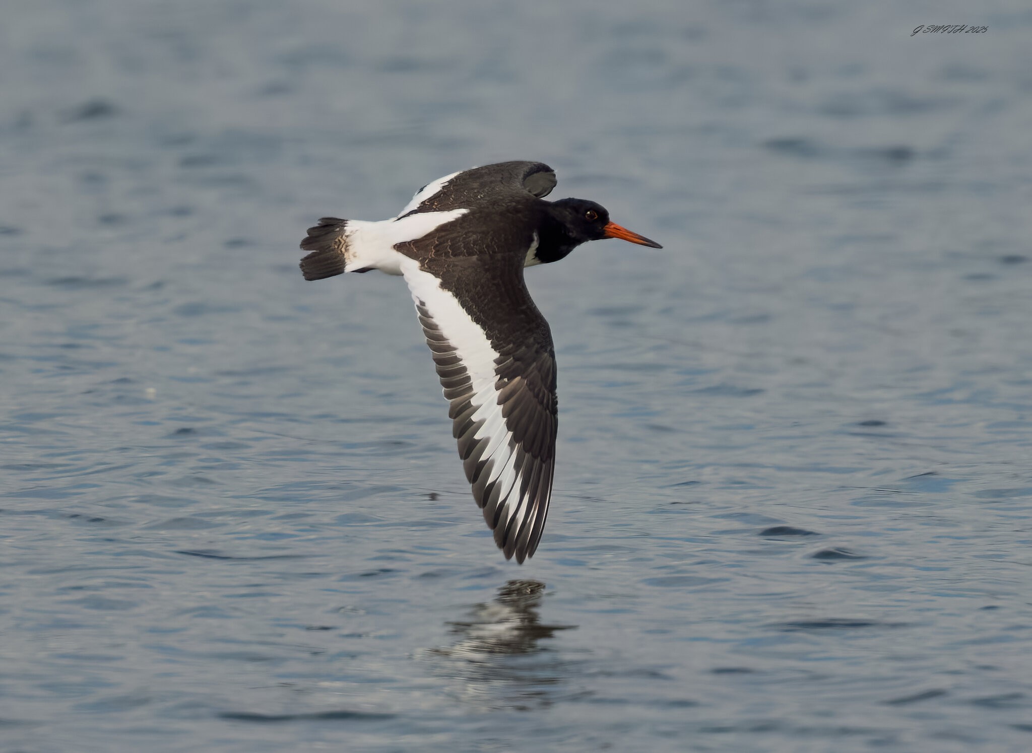 oyster catcher  2025.jpg