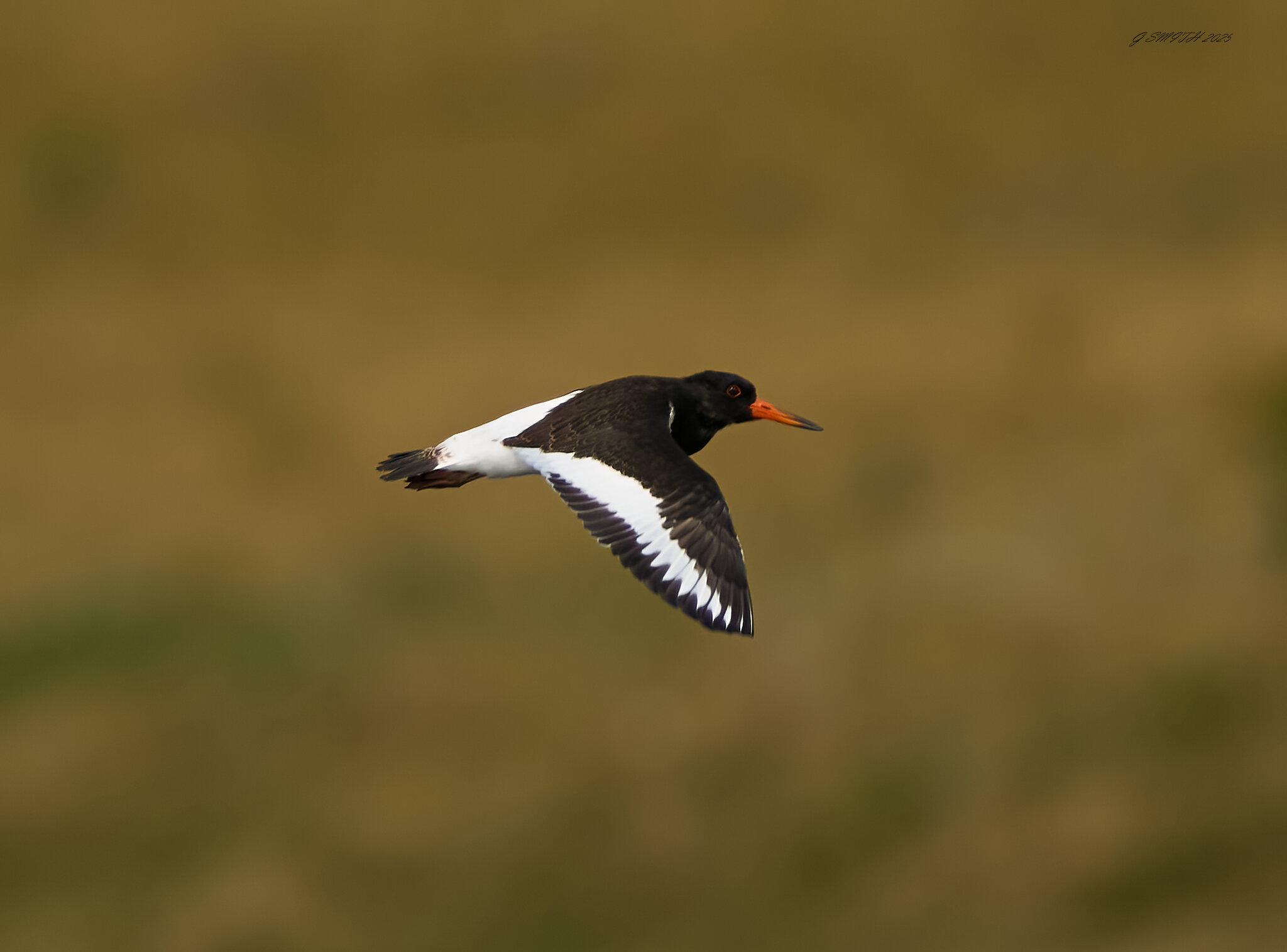 oyster catcher 2025_5.jpg