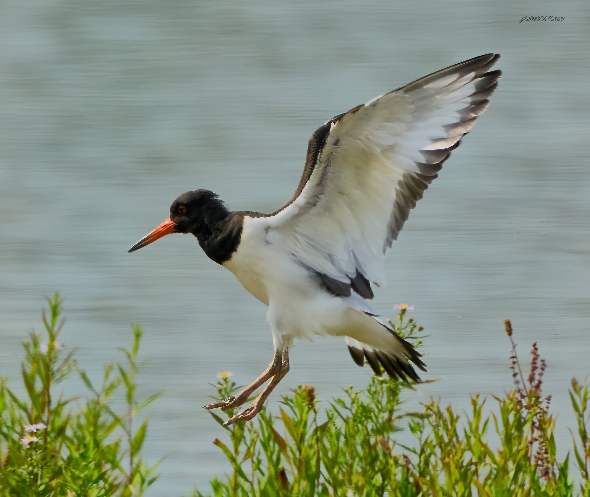 oyster catcher 2025_6.jpg