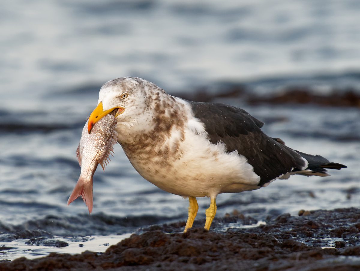 Pacific Gull eating a fish (13).jpg