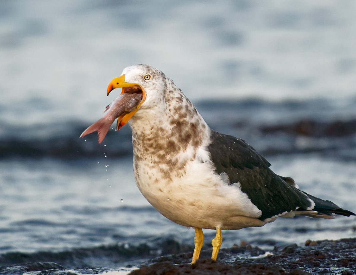 Pacific Gull eating a fish (4).jpg