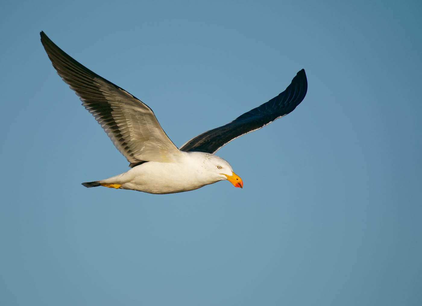 Pacific Gull IF (6).jpg