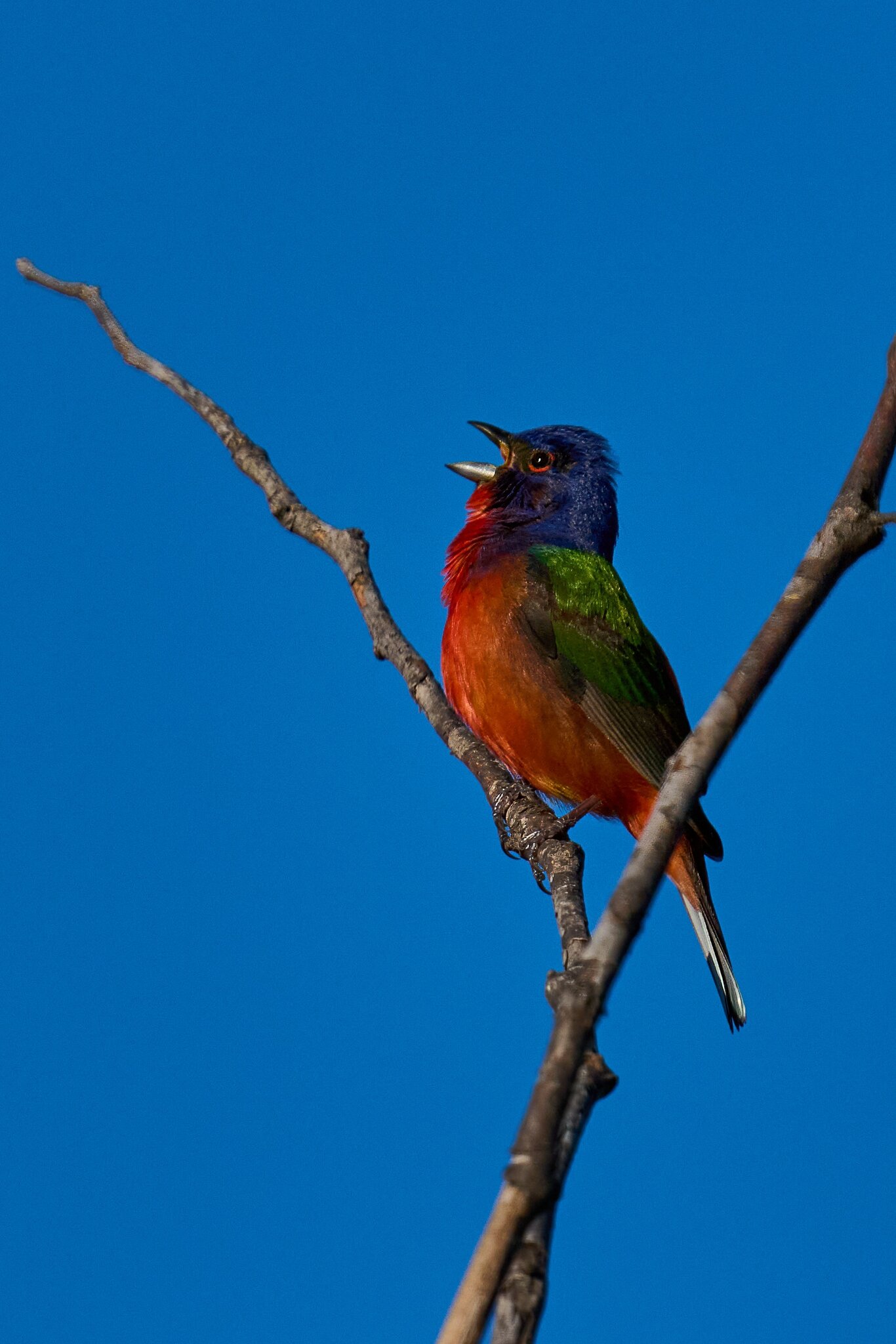 Painted Bunting - Knob Hills Trail - 05032026 - 10 - rDN.jpg