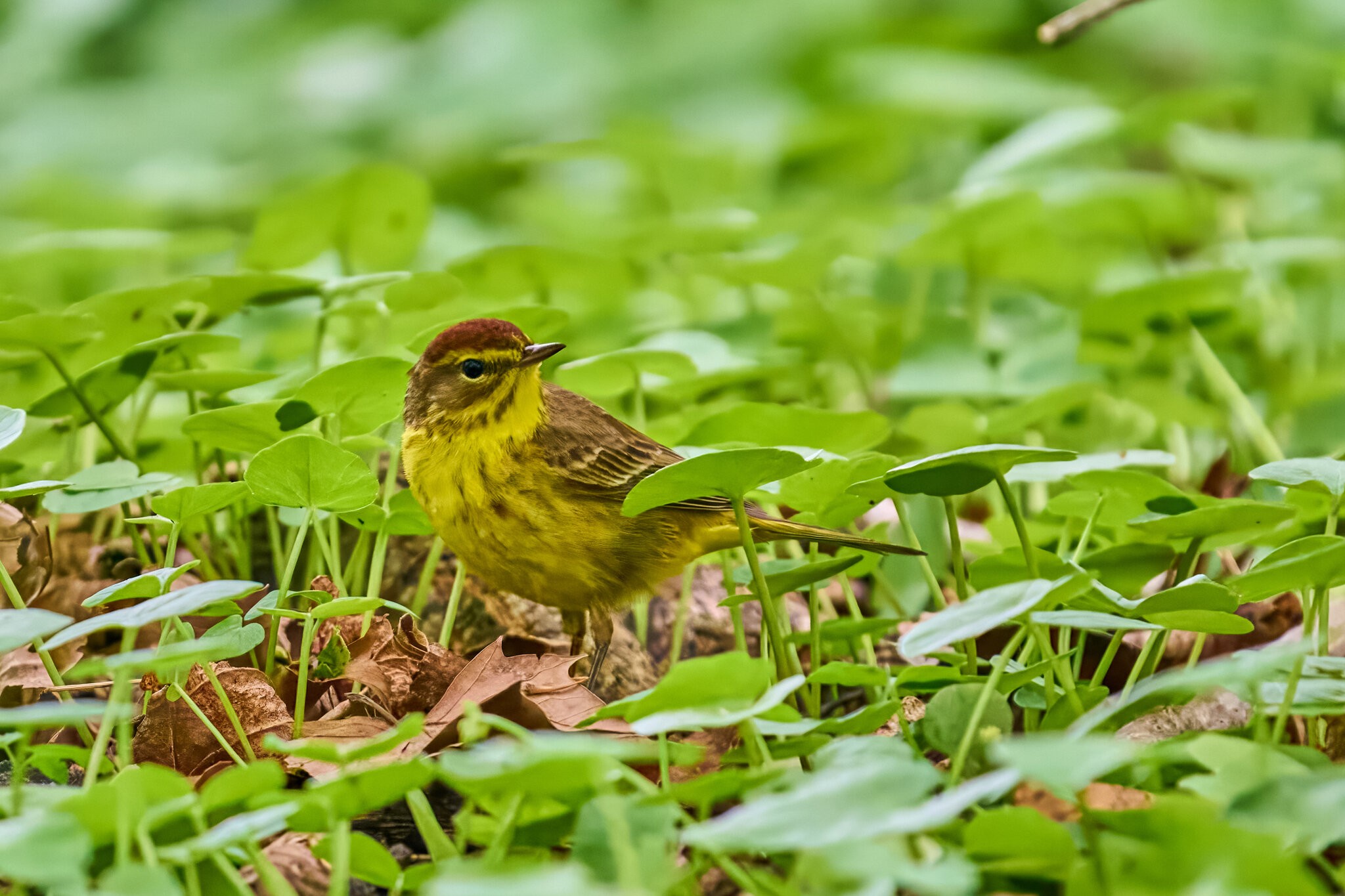 Palm Warbler - 1st State NHP - 04262026 - 06 - rDN.jpg
