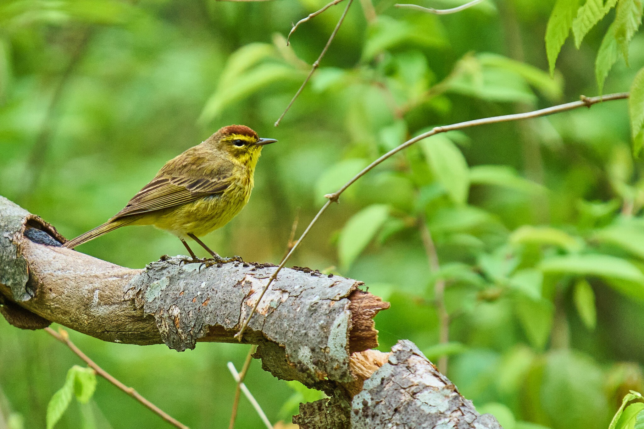 Palm Warbler - 1st State NHP - 04262026 - 09 - rDN.jpg