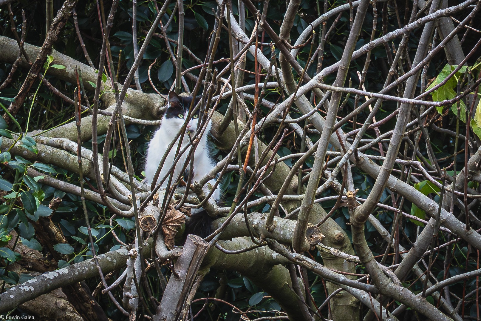 papillons_cat-1.jpg