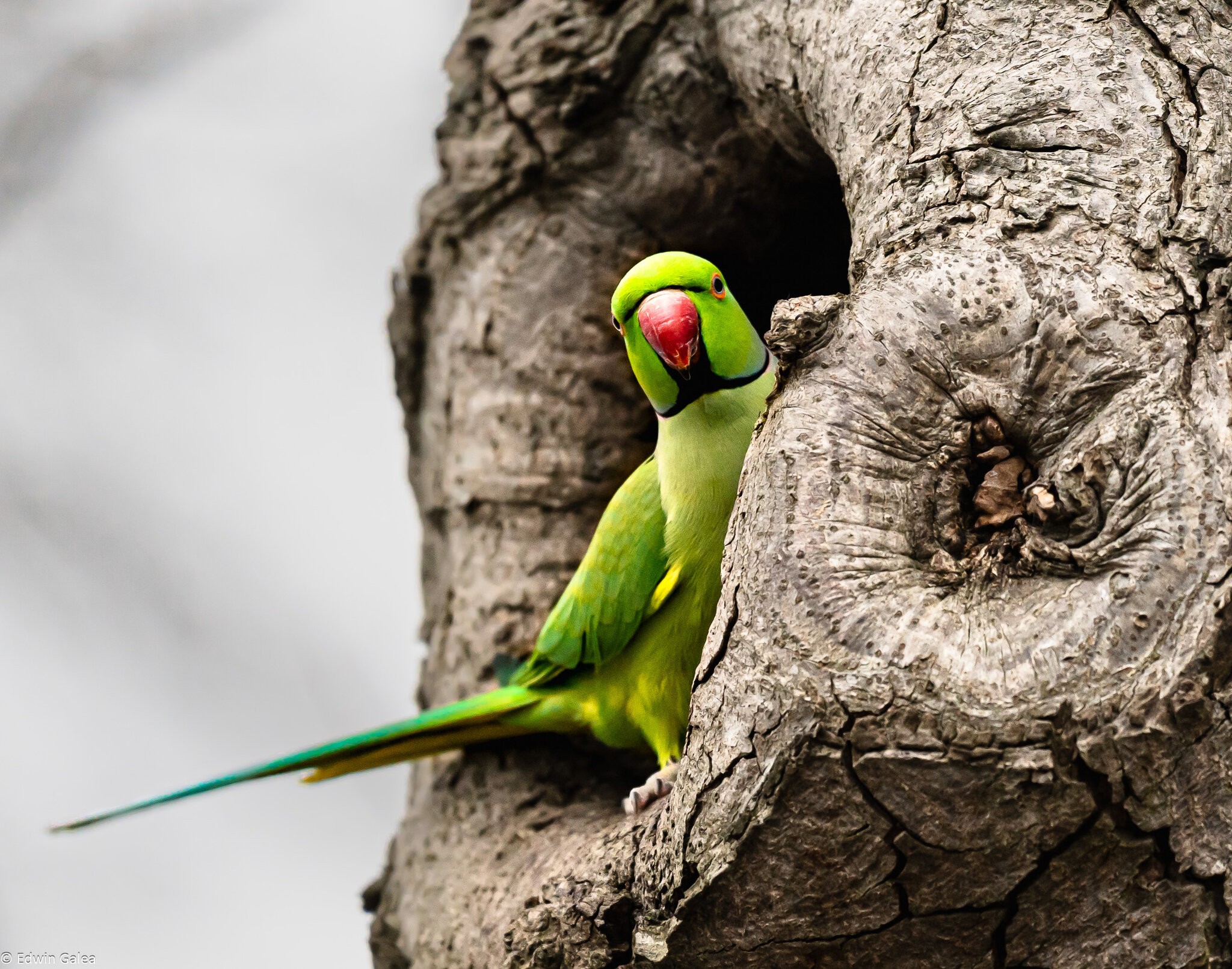 parrot_in_greenwichpark-2.jpg