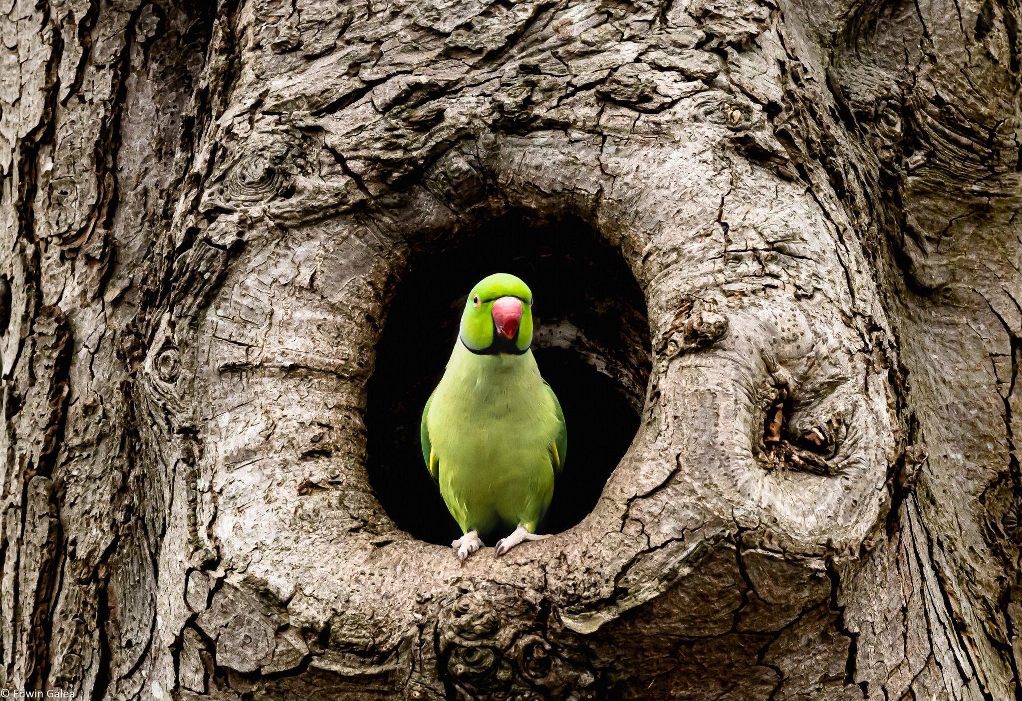 parrot_in_greenwichpark-5.jpg