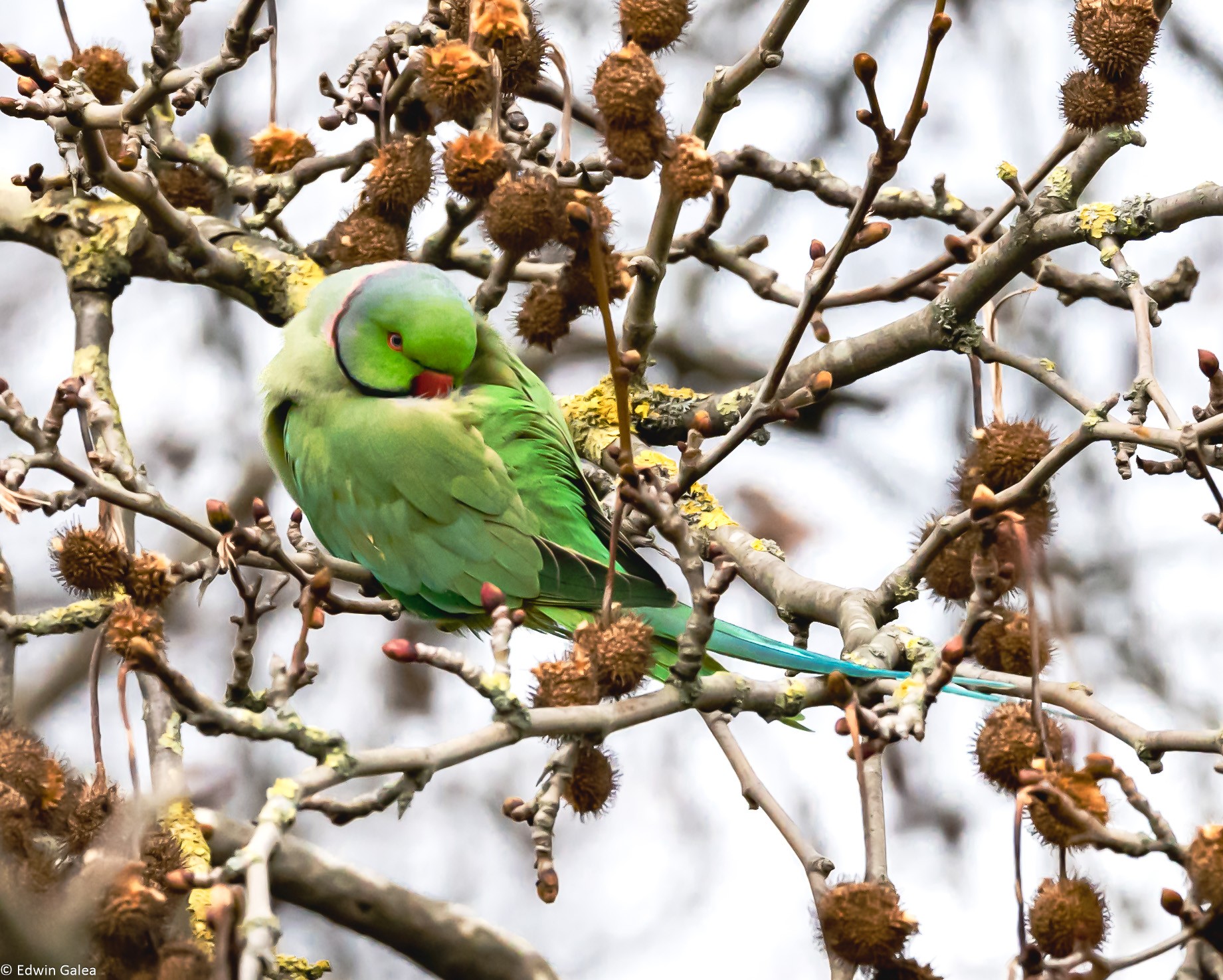 parrot_tree-1.jpg