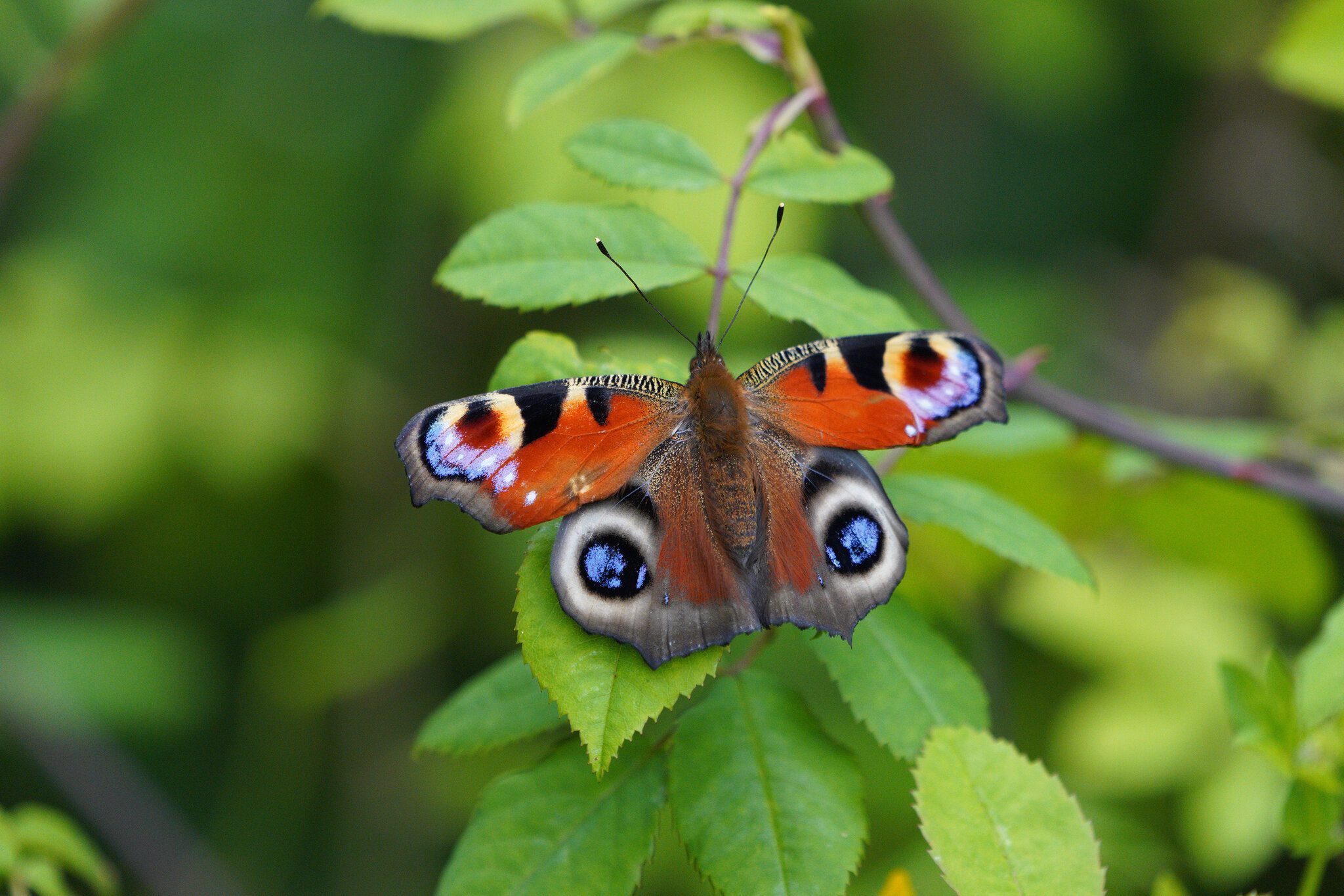 peacock.jpg