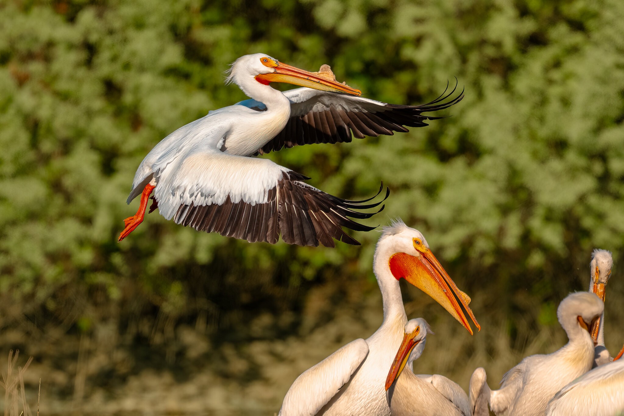 Pelican in Flight 04-30-2025 2.jpg