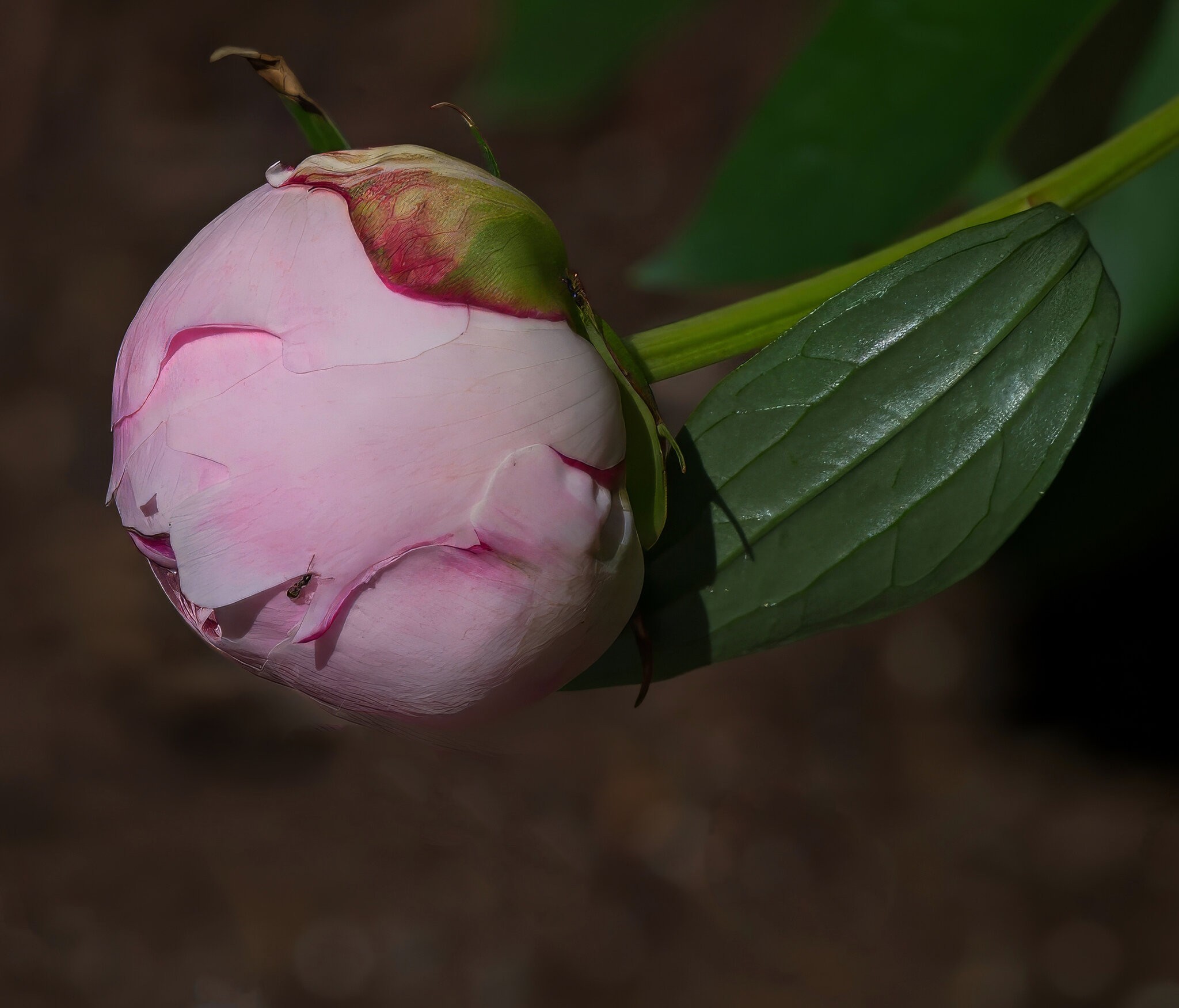 Peony Almost Ready to Bloom.jpeg.jpeg