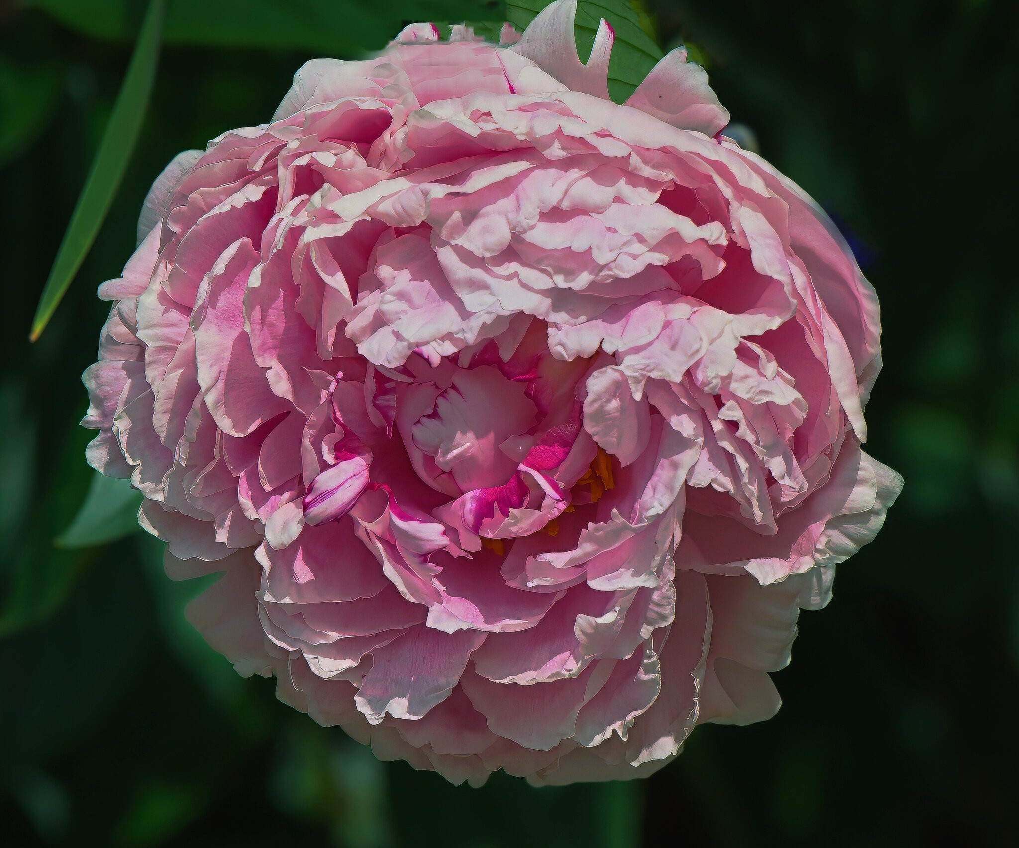 Peony Blossom at Last!.jpeg