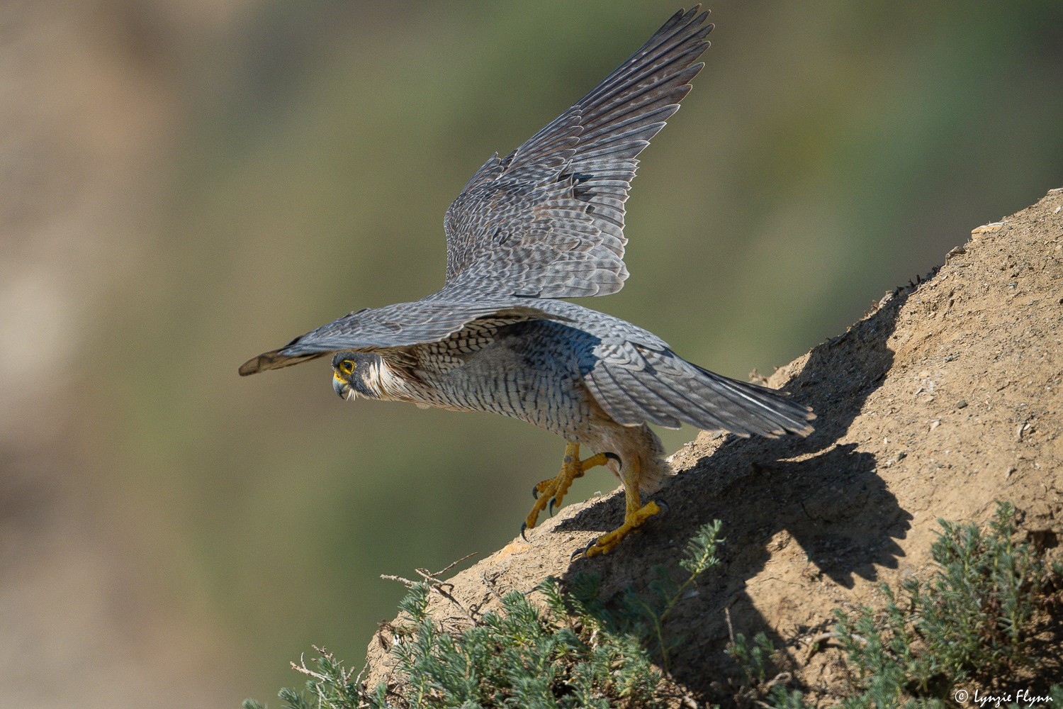 Peregrein Falcon 29792.jpg