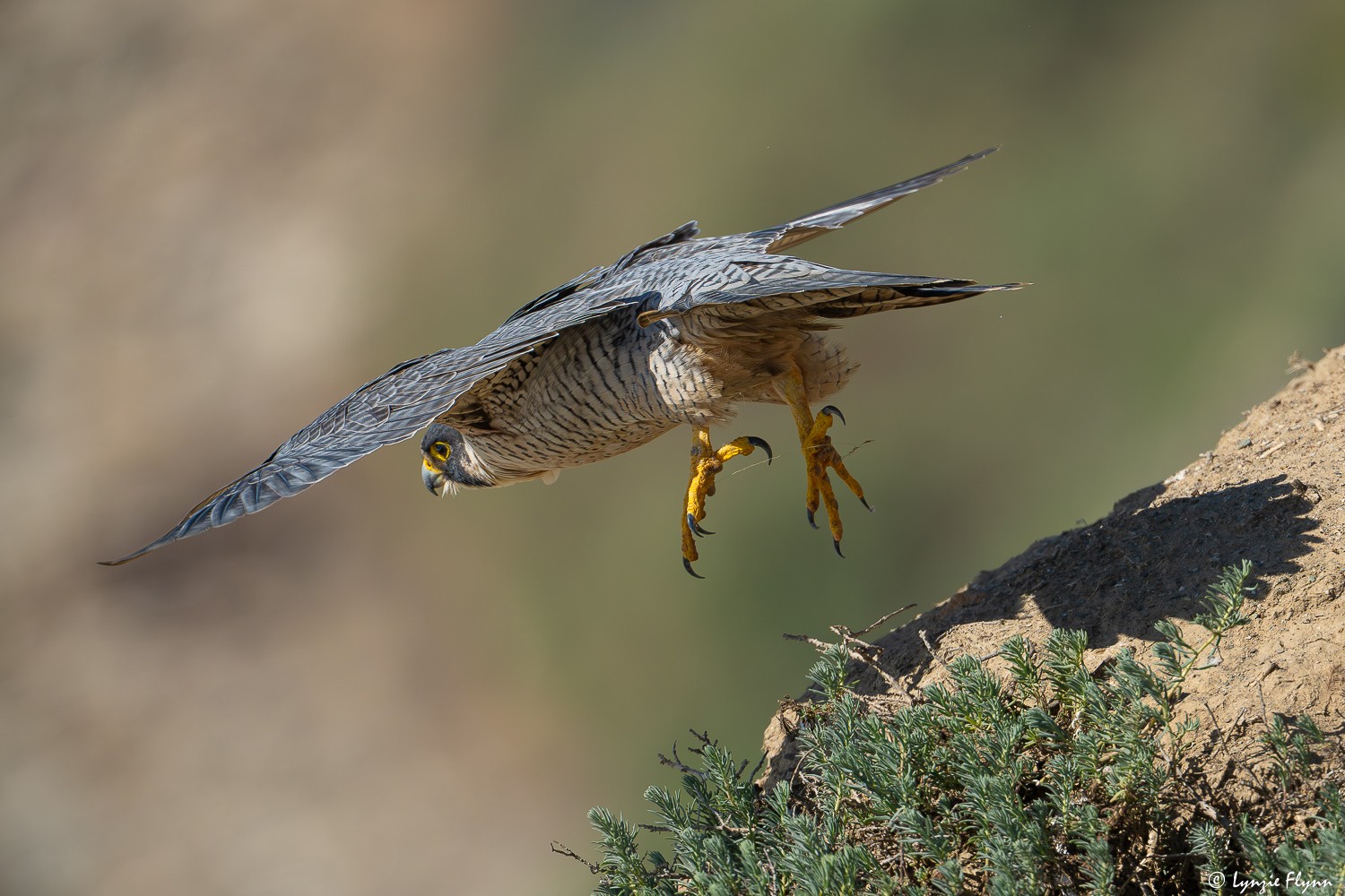 Peregrein Falcon 29794.jpg