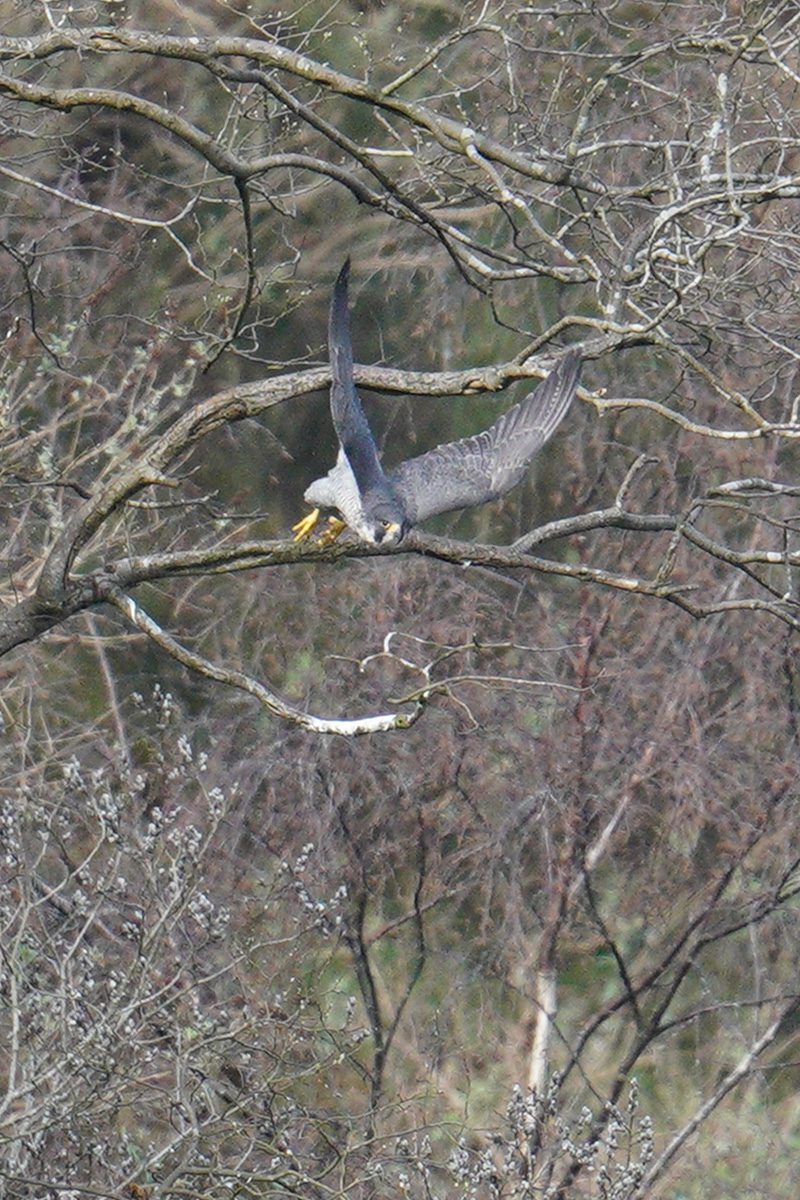 peregrine-1.jpg