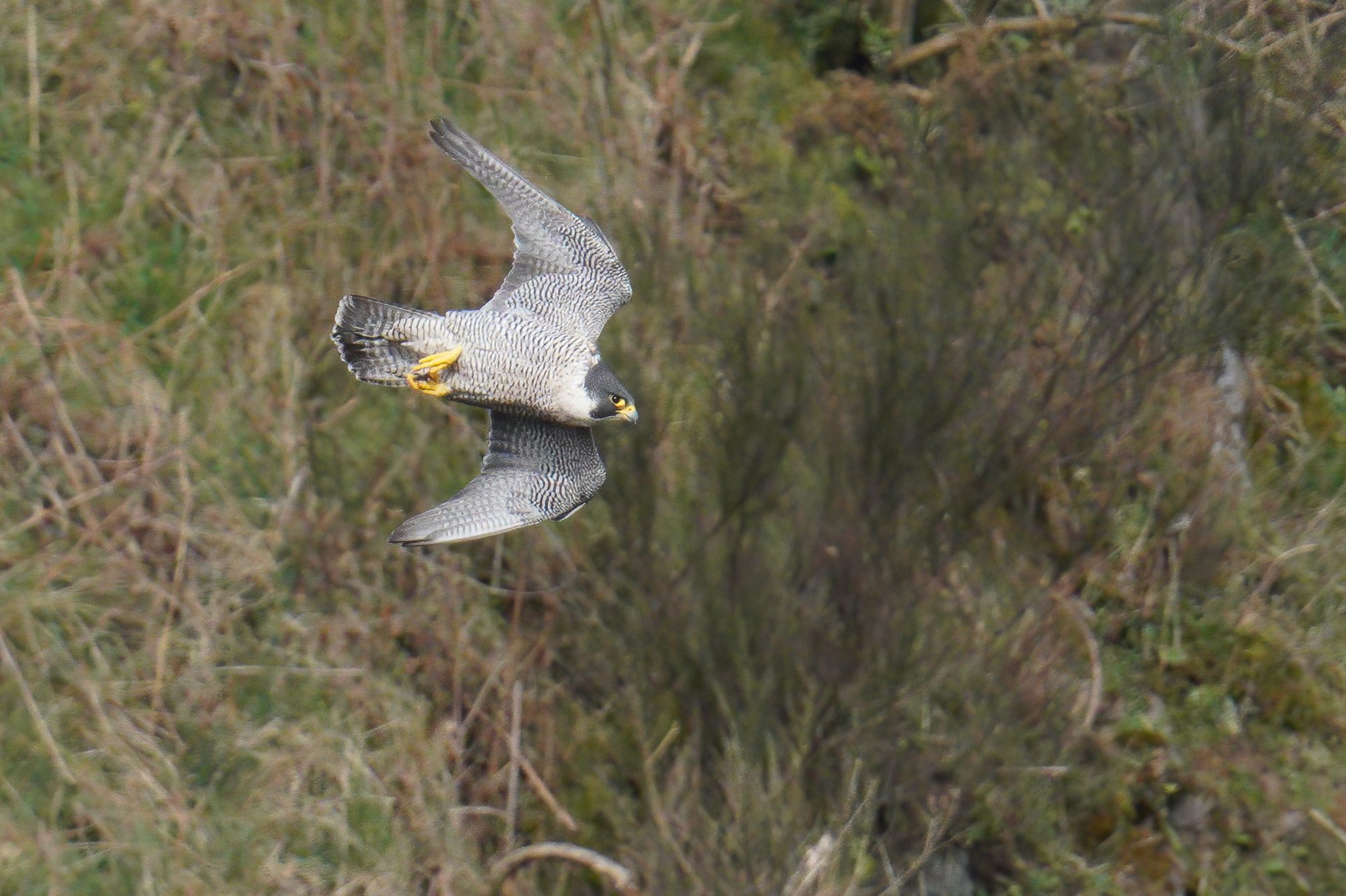 peregrine-4.jpg