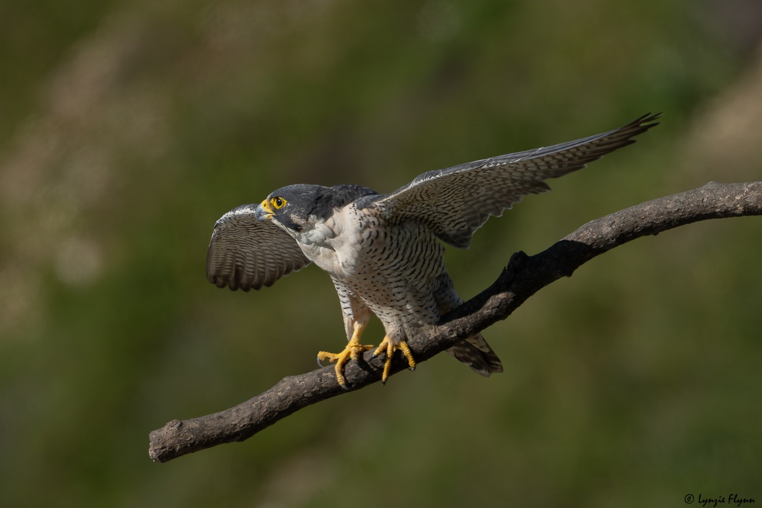 Peregrine Falcon 20140.jpg