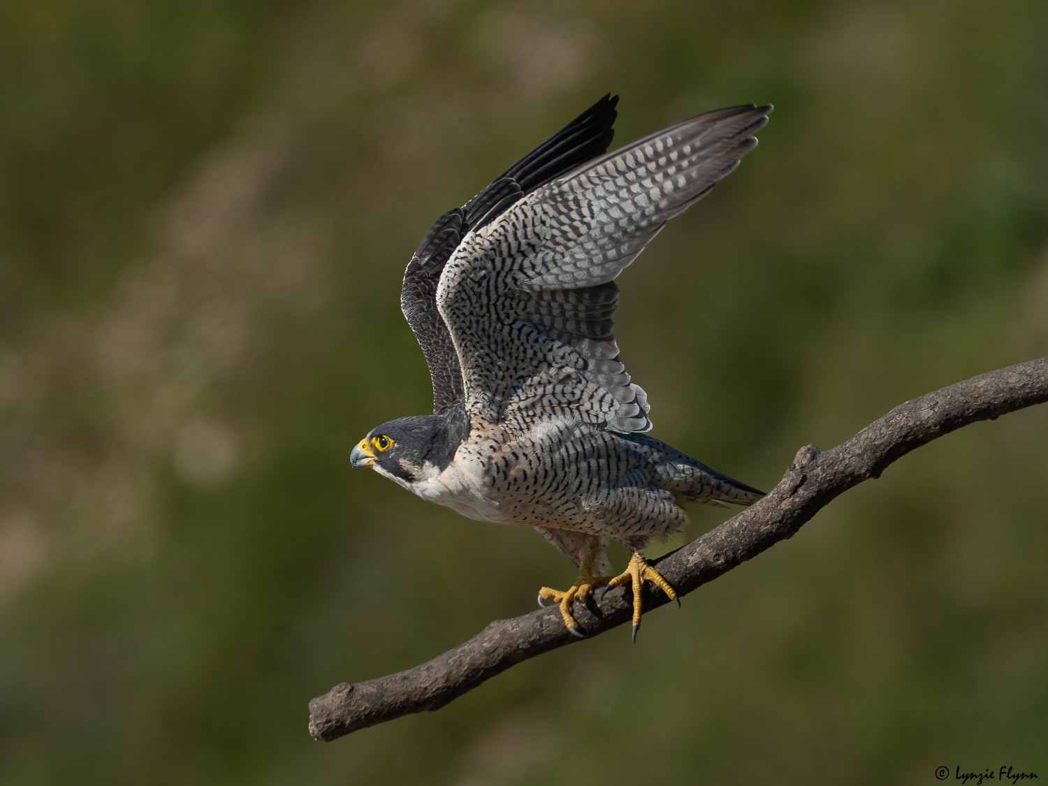 Peregrine Falcon 20143.jpg