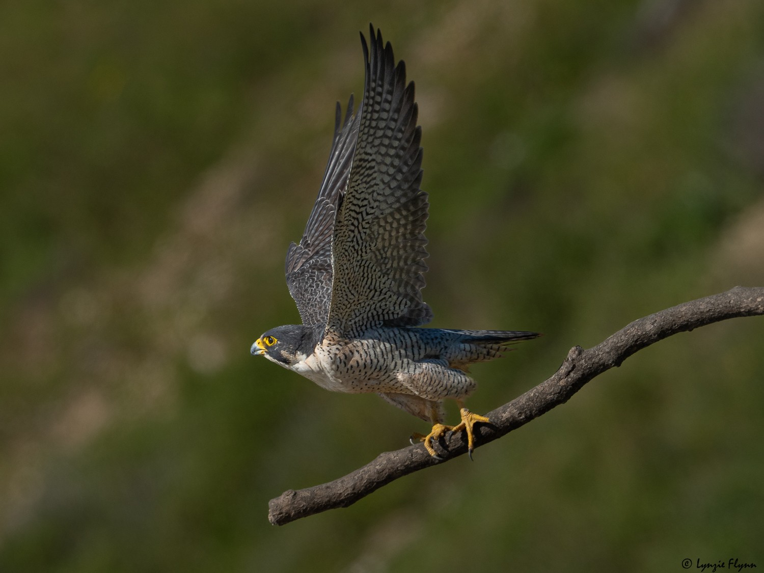 Peregrine Falcon 20144.jpg
