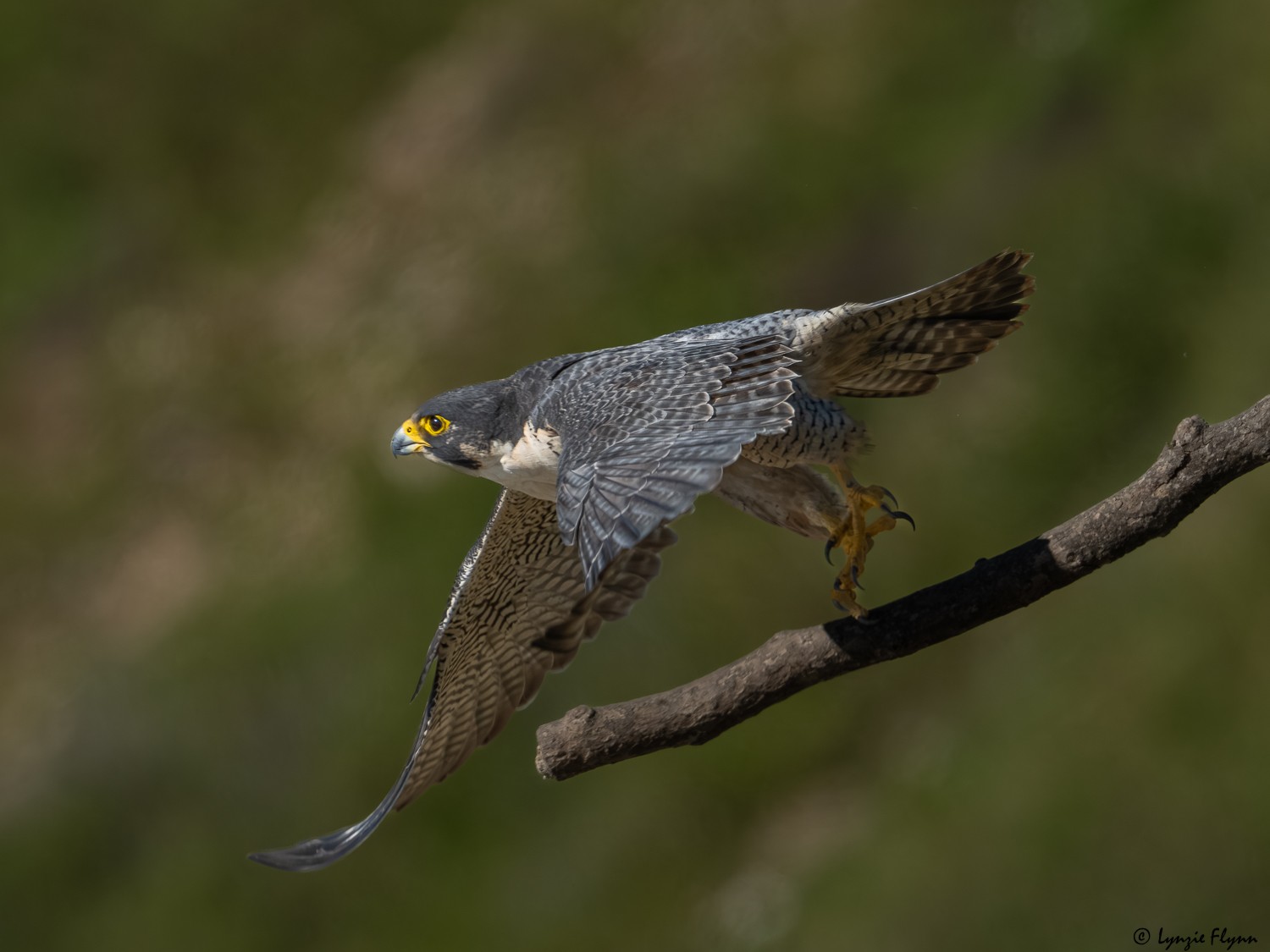 Peregrine Falcon 20145.jpg