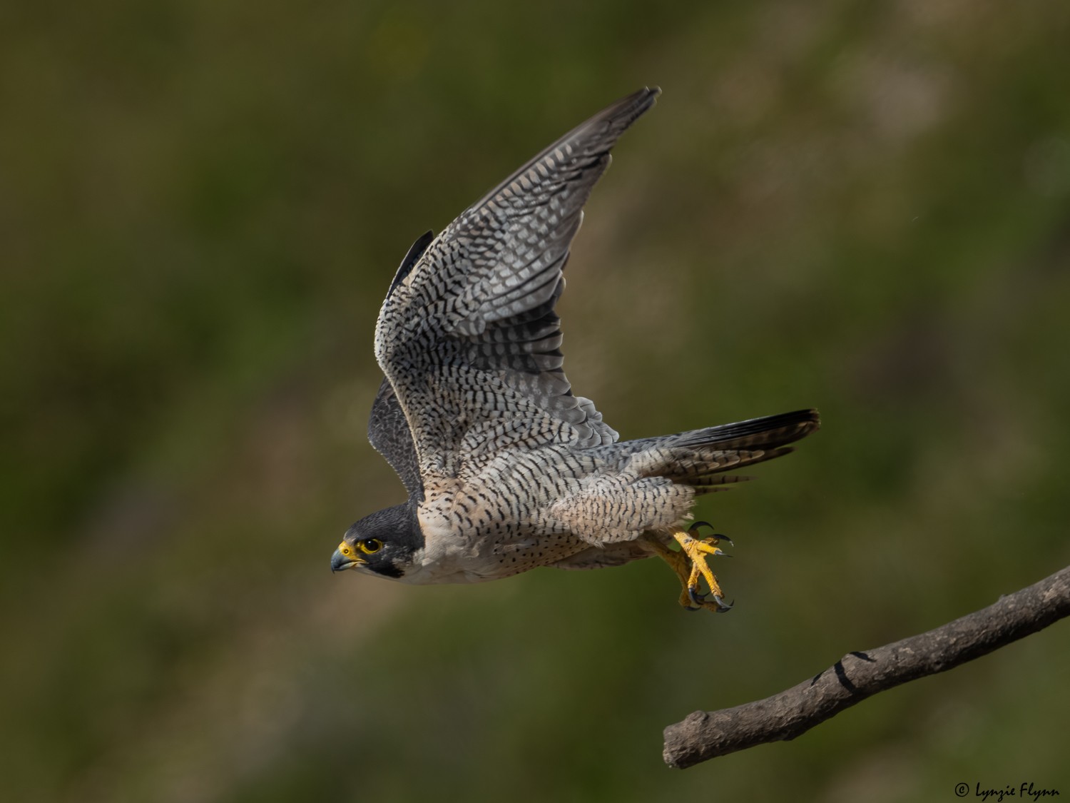 Peregrine Falcon 20147.jpg