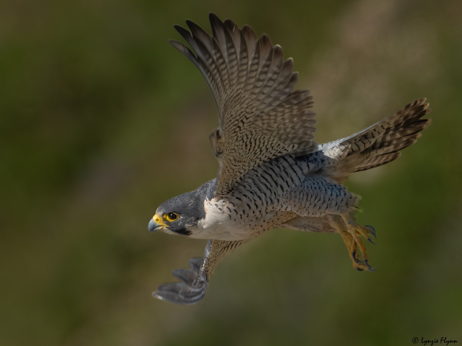 Peregrine Falcon 20148.jpg
