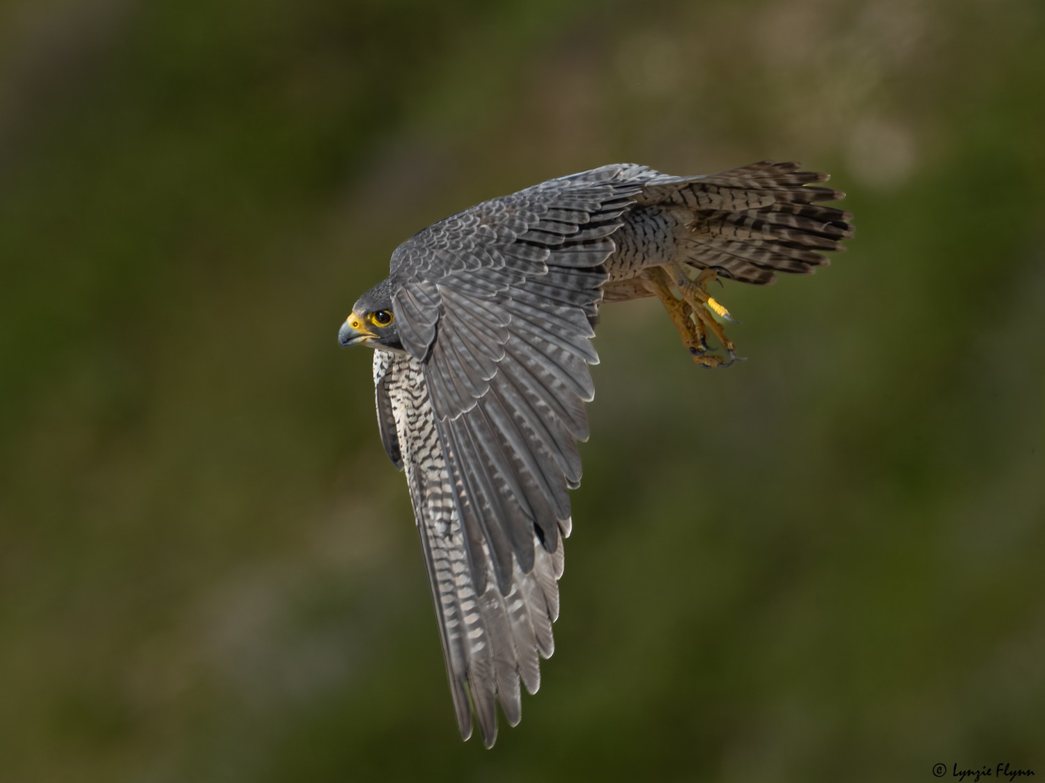 Peregrine Falcon 20149.jpg