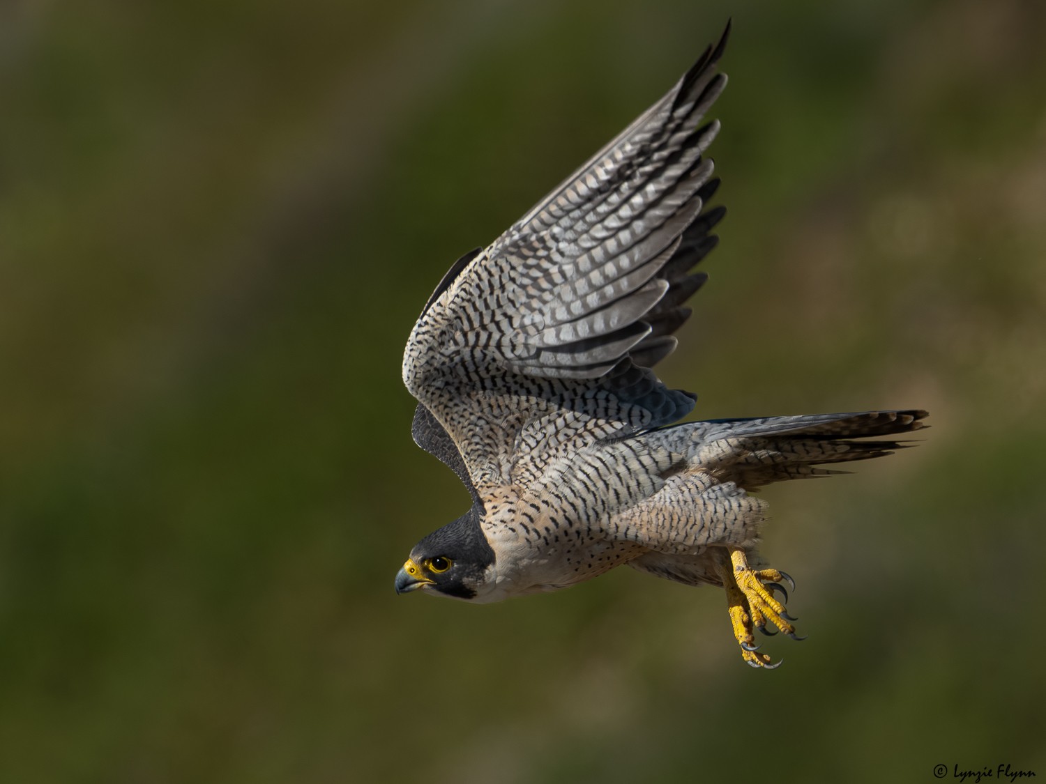 Peregrine Falcon 20150.jpg