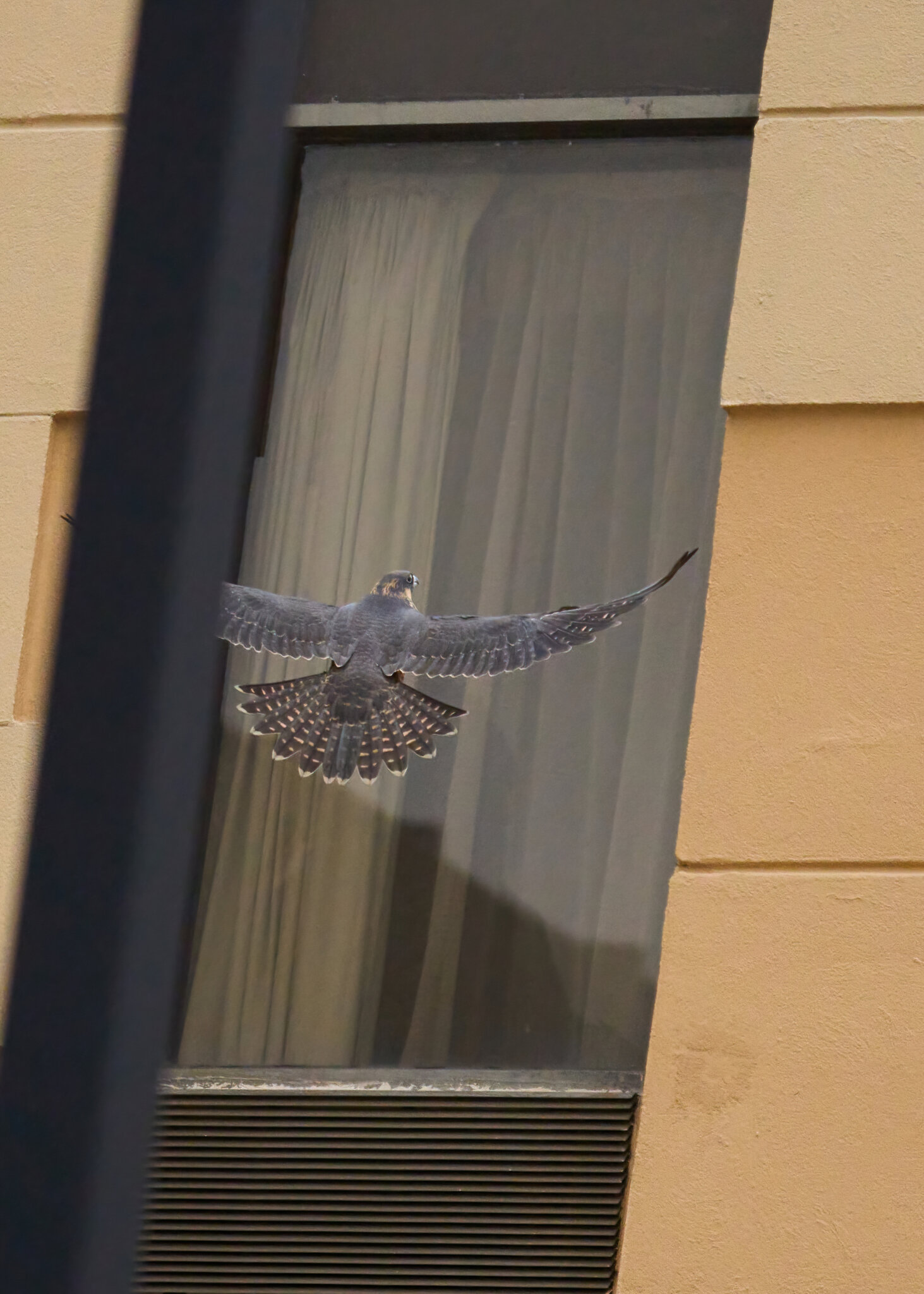 Peregrine Falcon - Wilmington - 06122021 - 41 -DN.jpg