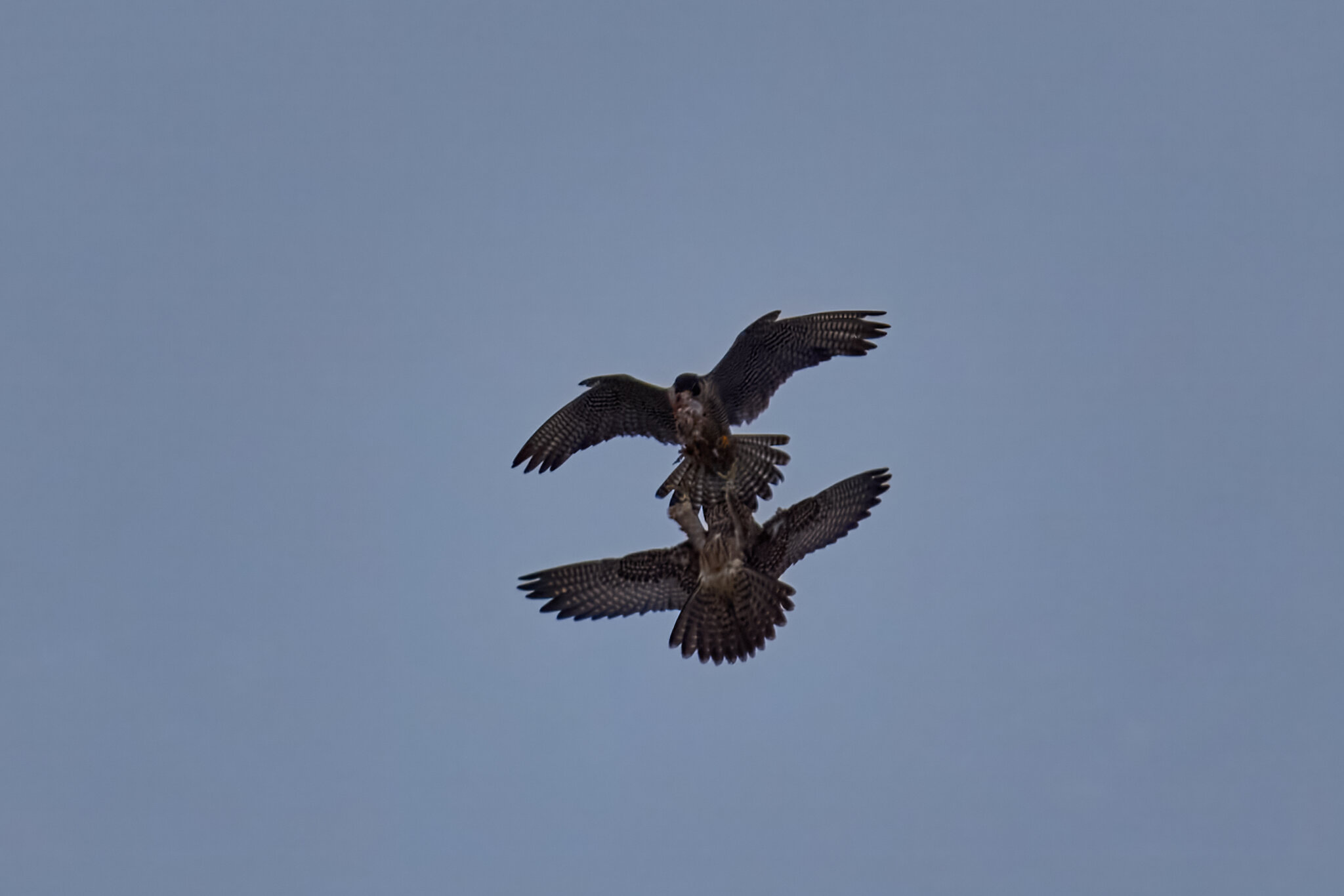 Peregrine Falcon - Wilmington - 07072026 - 03 - rDN.jpg