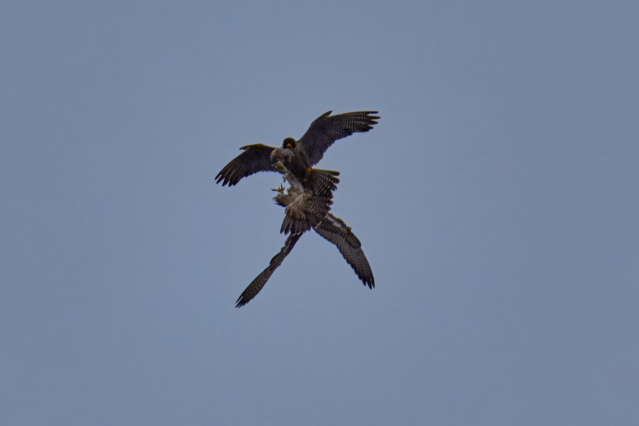 Peregrine Falcon - Wilmington - 07072026 - 07 - rDN.jpg
