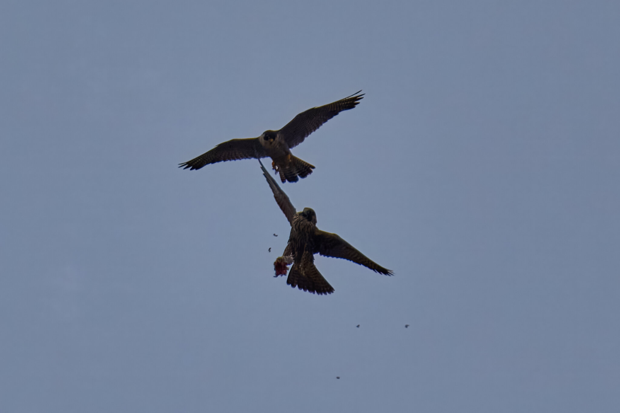 Peregrine Falcon - Wilmington - 07072026 - 16 - rDN.jpg