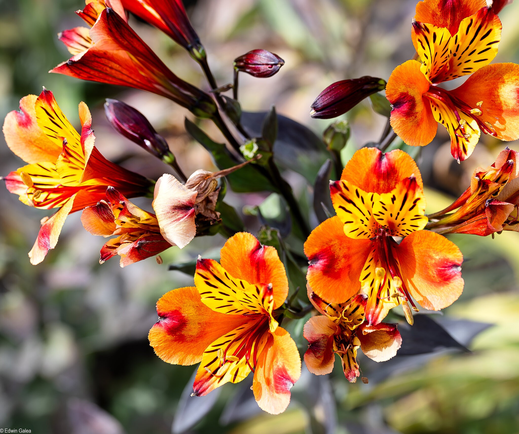 Peruvian Lily in Greenwich park-1.jpg