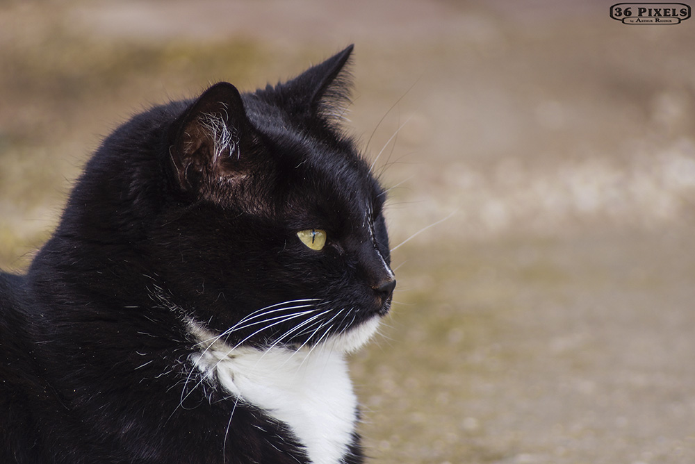 Pets 29-09-20117  (124).JPG
