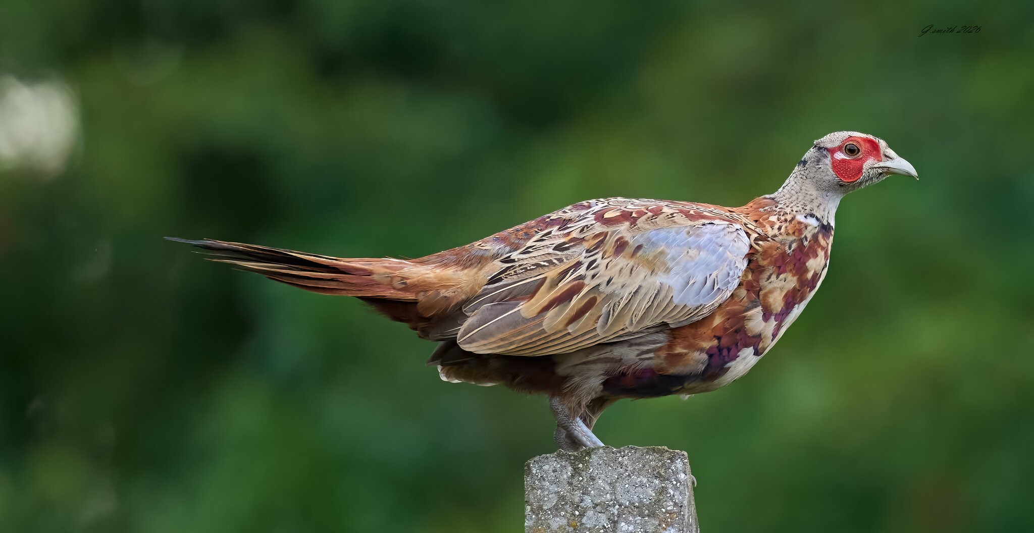 pheasant  2026_2.jpg