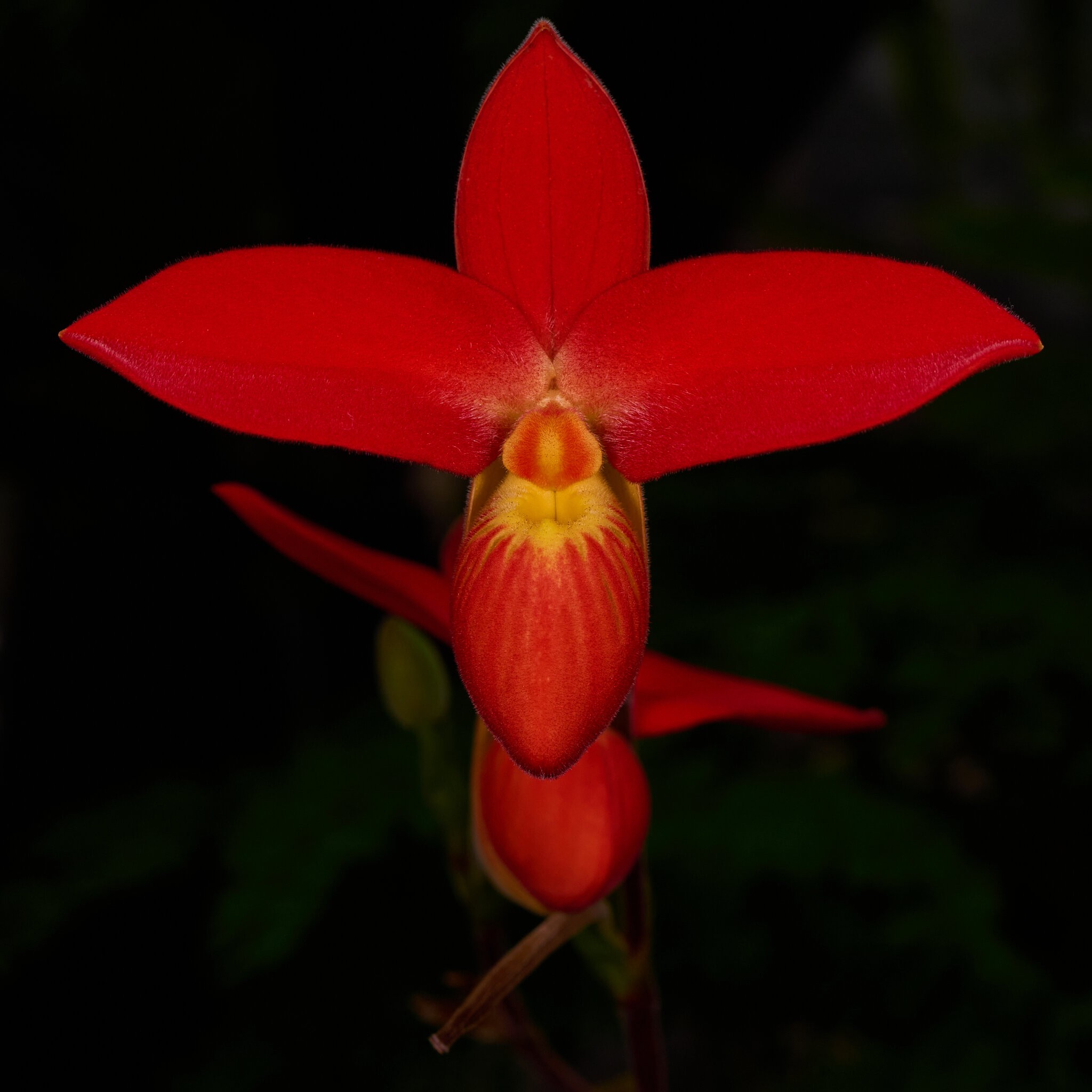 Phragmipedium Besseae - Longwood - 02162026 - 01.jpg