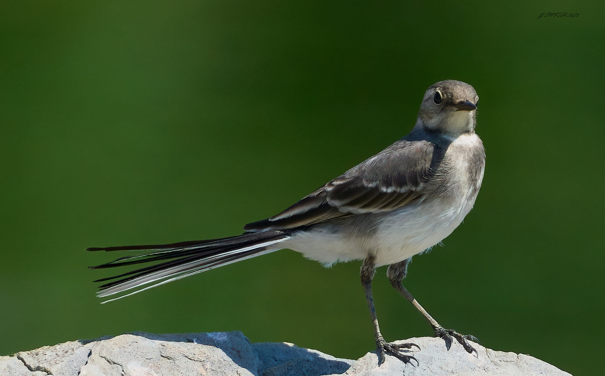 pied wagtail 2025_10.jpg
