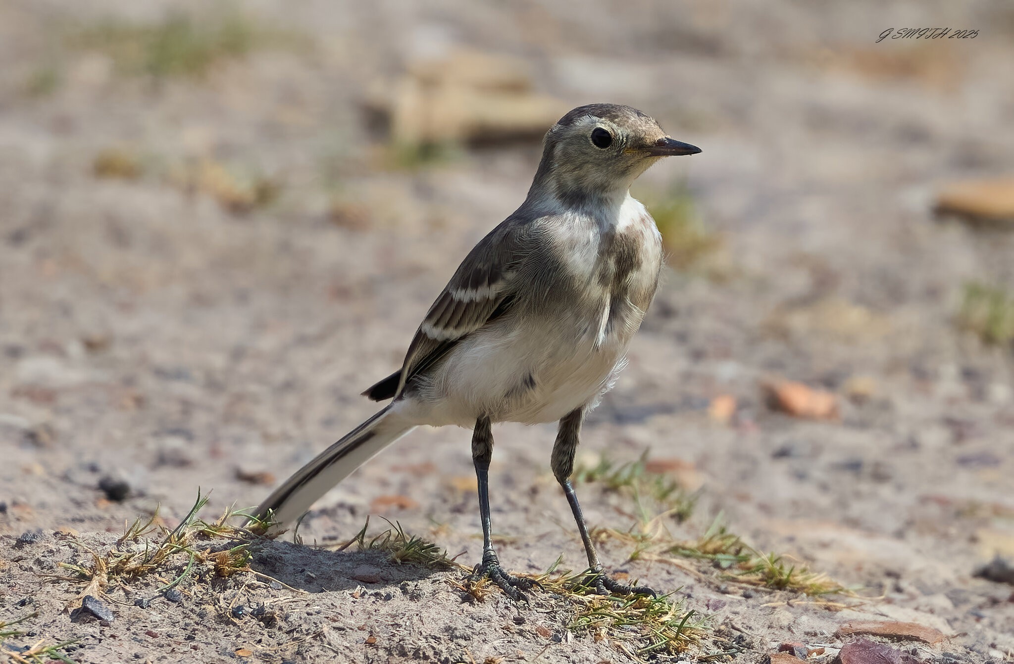 pied wagtail 2025_5.jpg