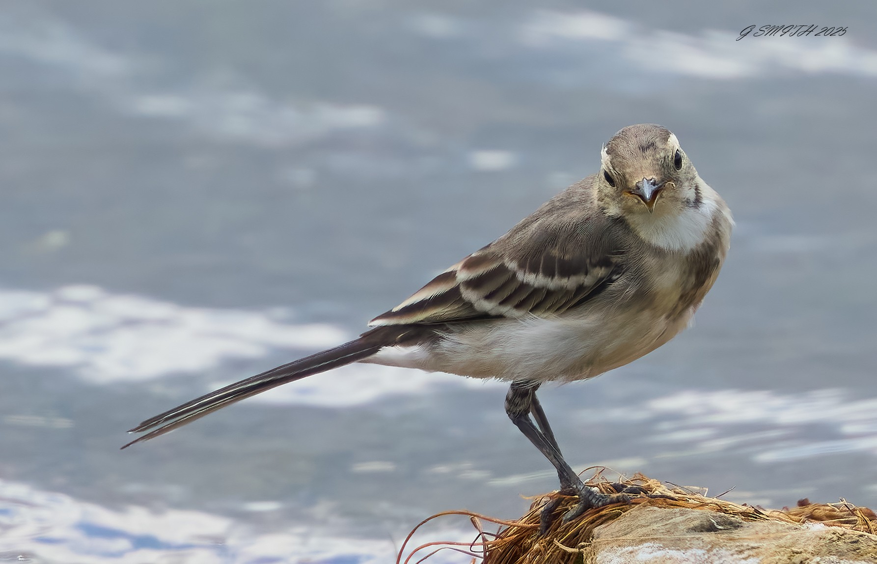 pied wagtail 2025_7.jpg