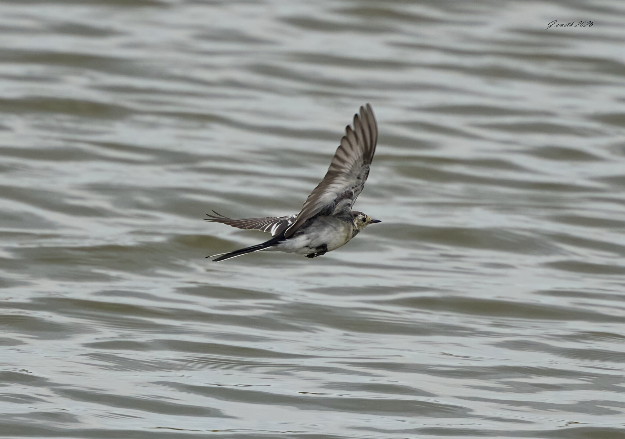 pied wagtail 2026_3.jpg