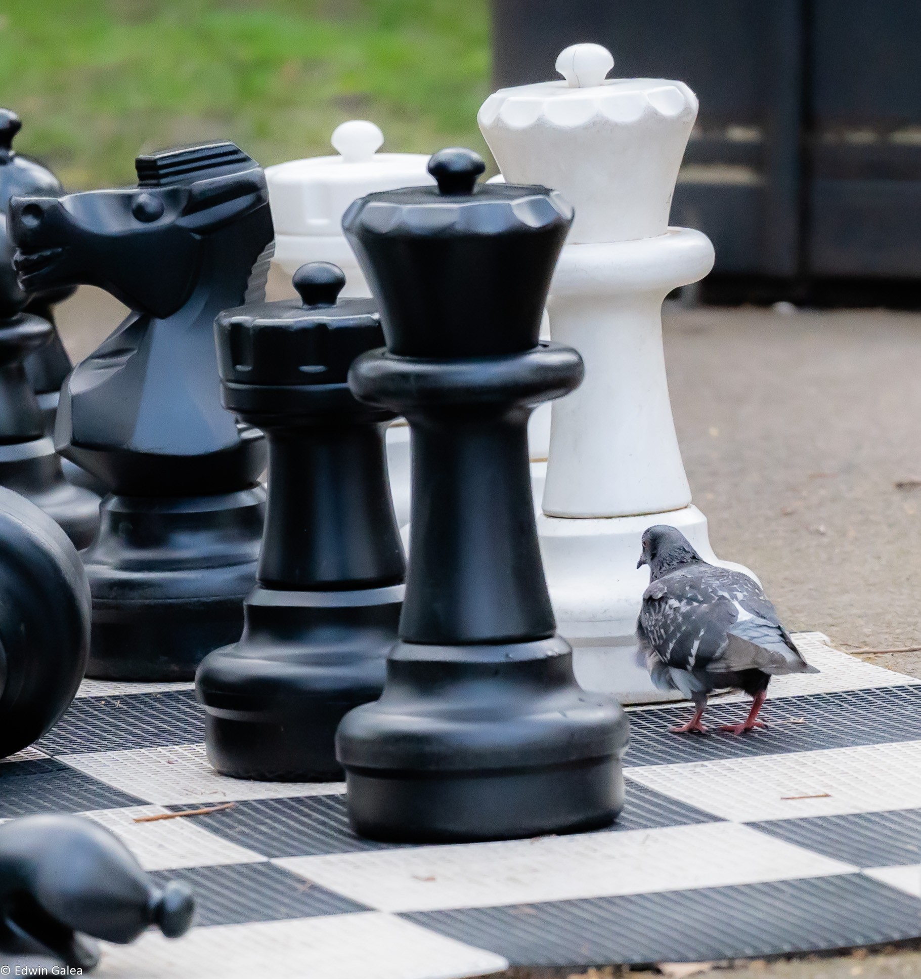 pigeon_chess-1.jpg