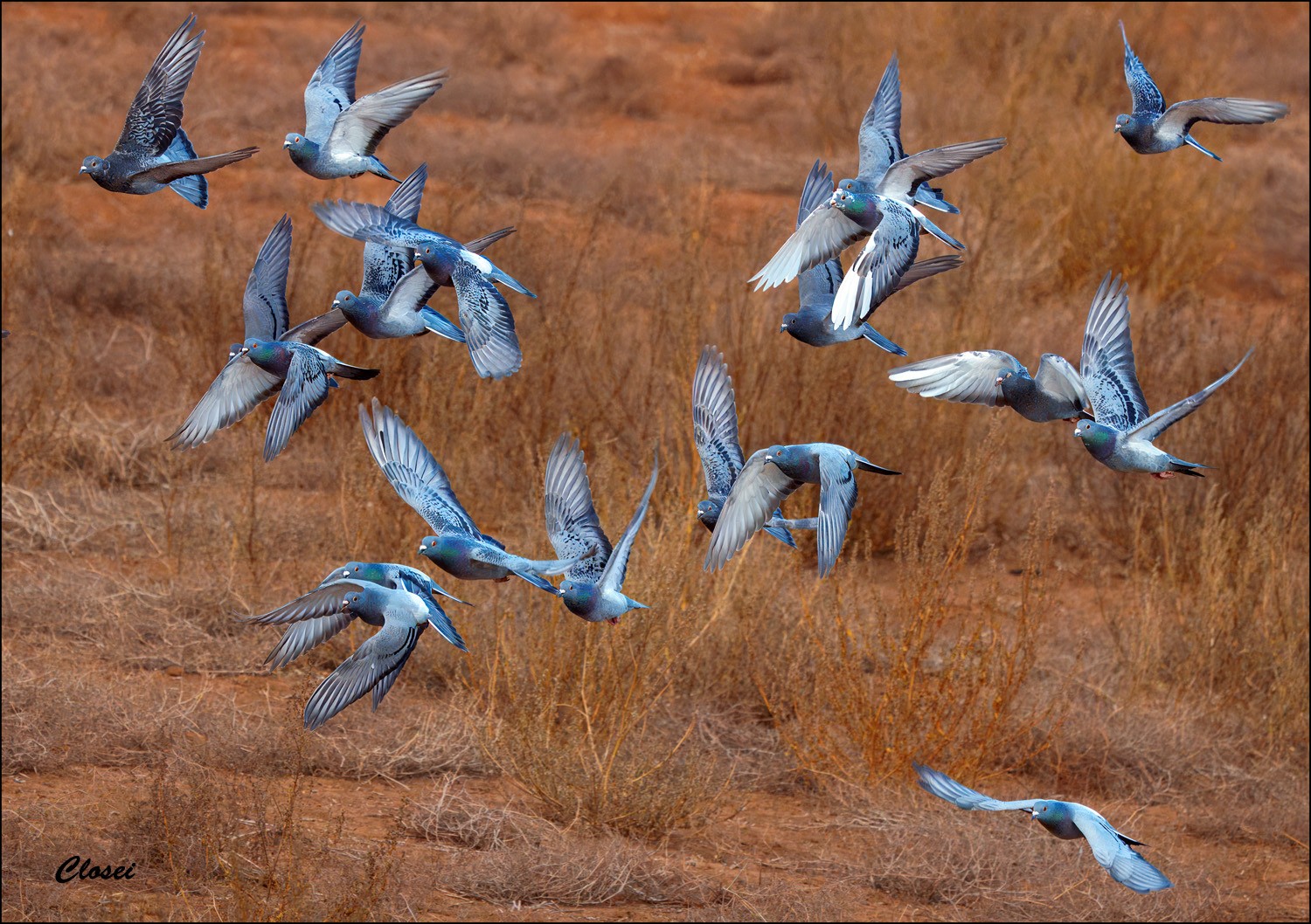 Pigeons 1-r.jpg