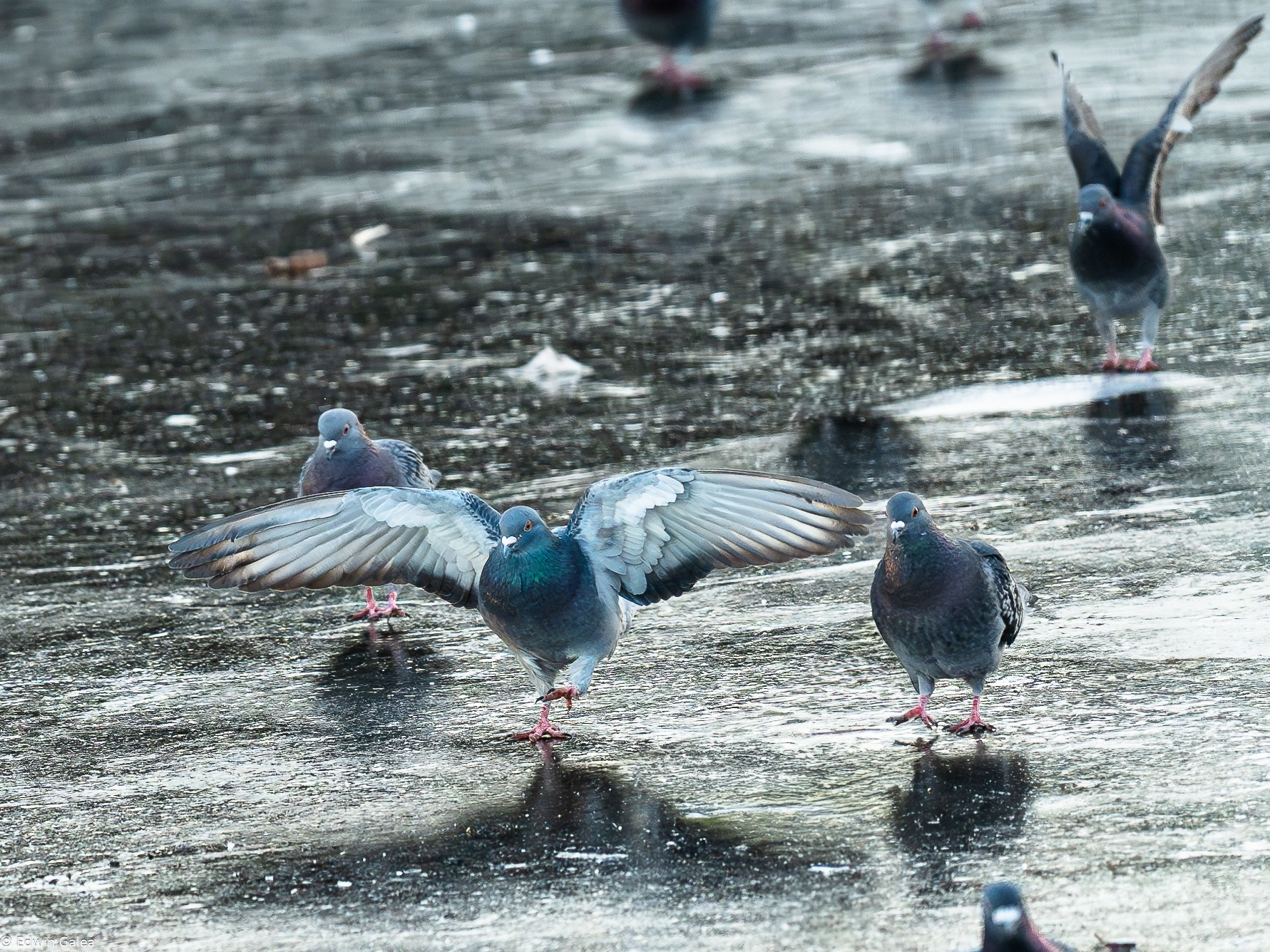 pigeons on ice.-3.jpg