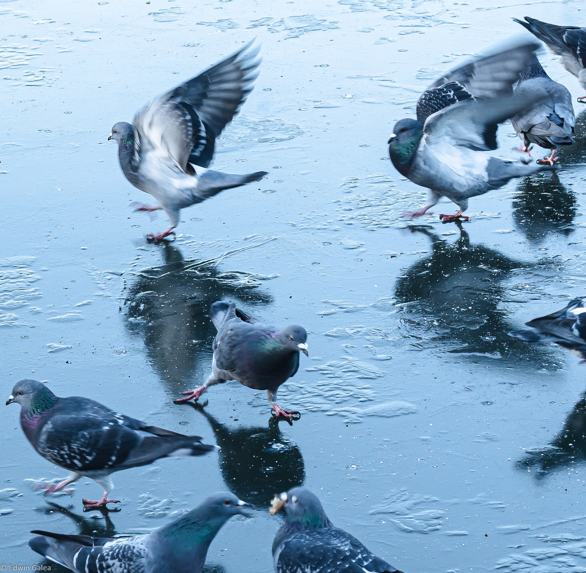 pigeons_on_ice-3.jpg
