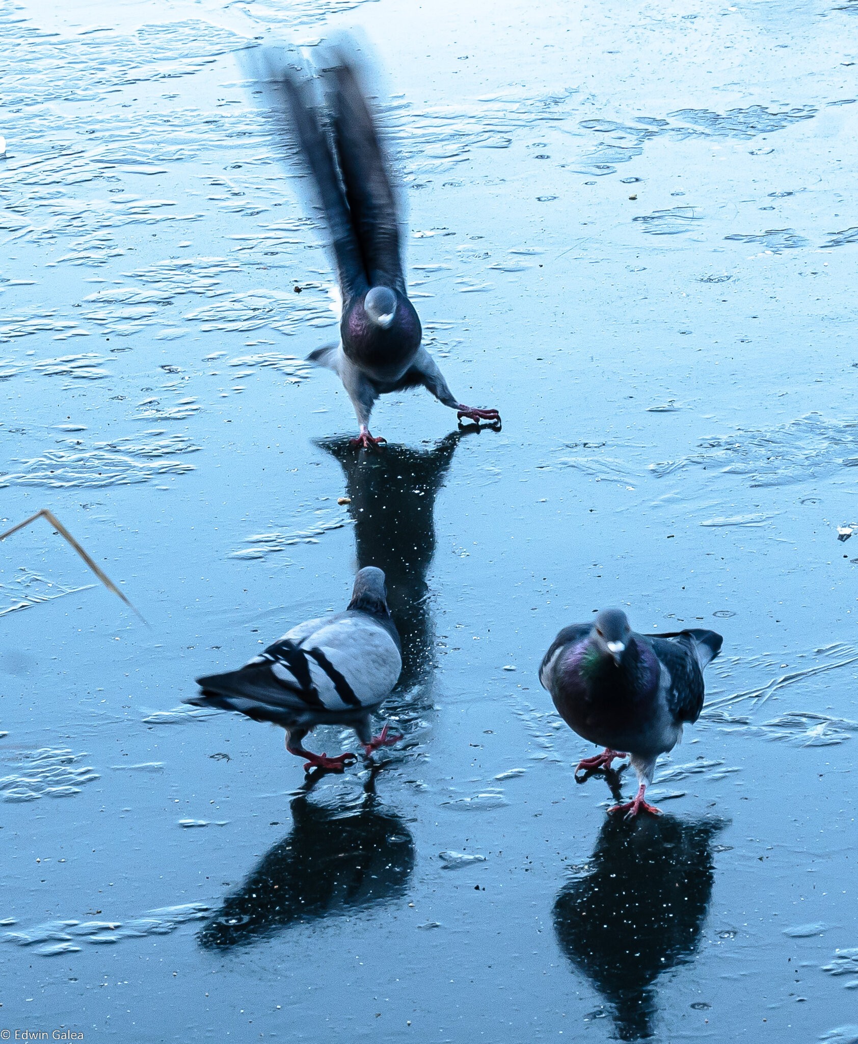 pigeons_on_ice-4.jpg